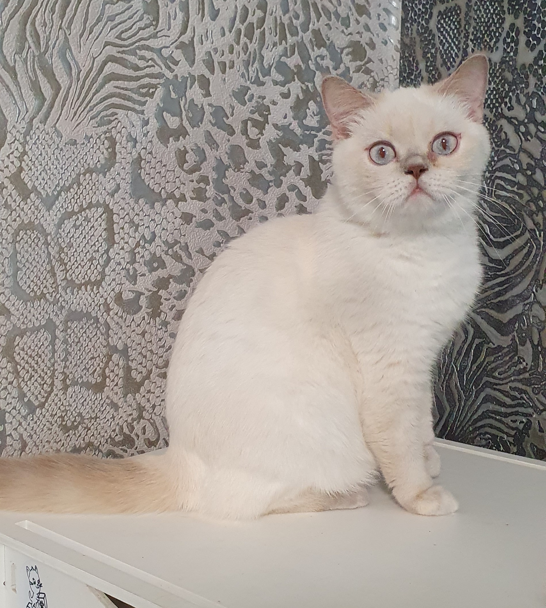 Marmeladka Gold Bomond