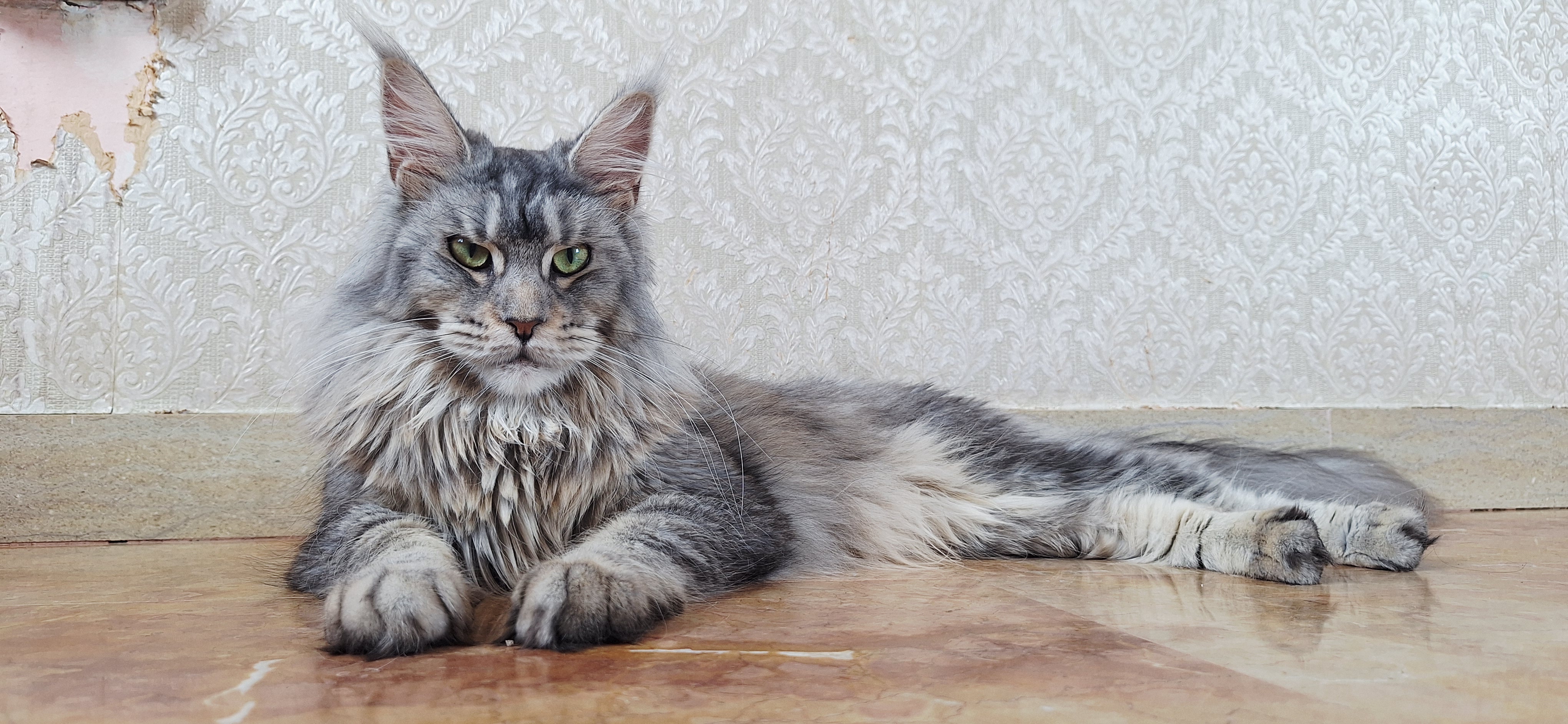 Soraya delle Linci Del Garda