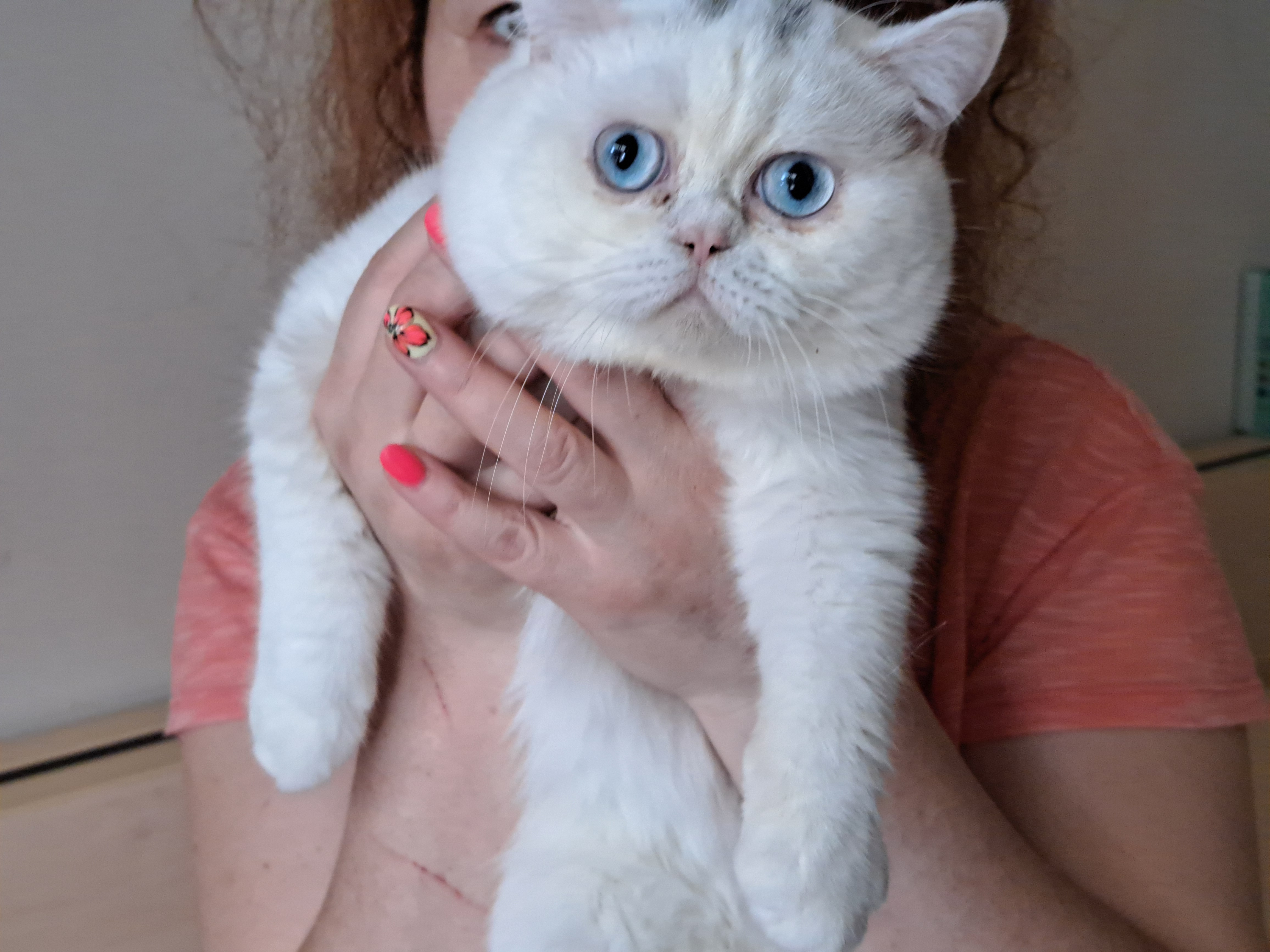 Phoenix Silver Gray of Clara