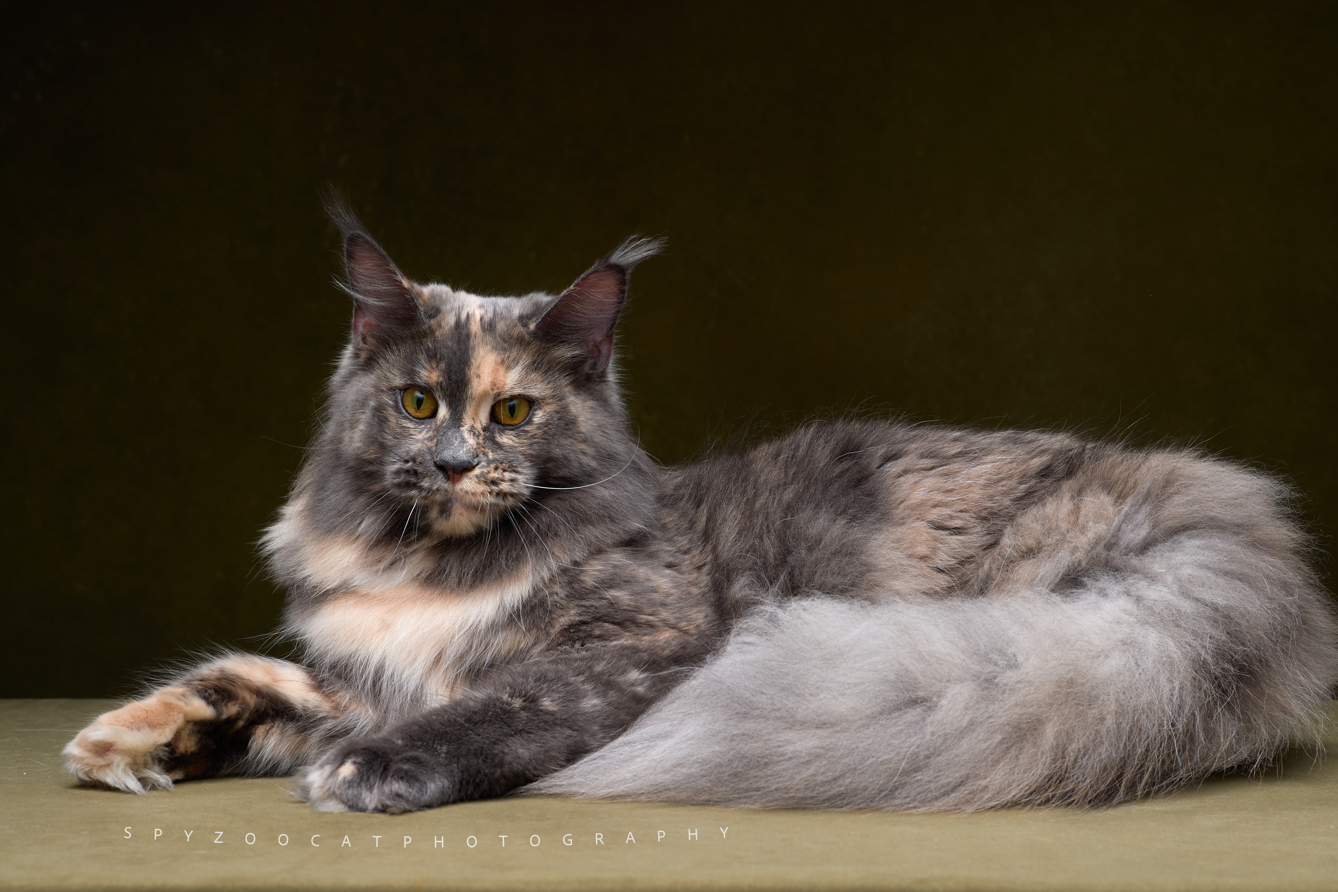GICH. Royal Bliss - Syra