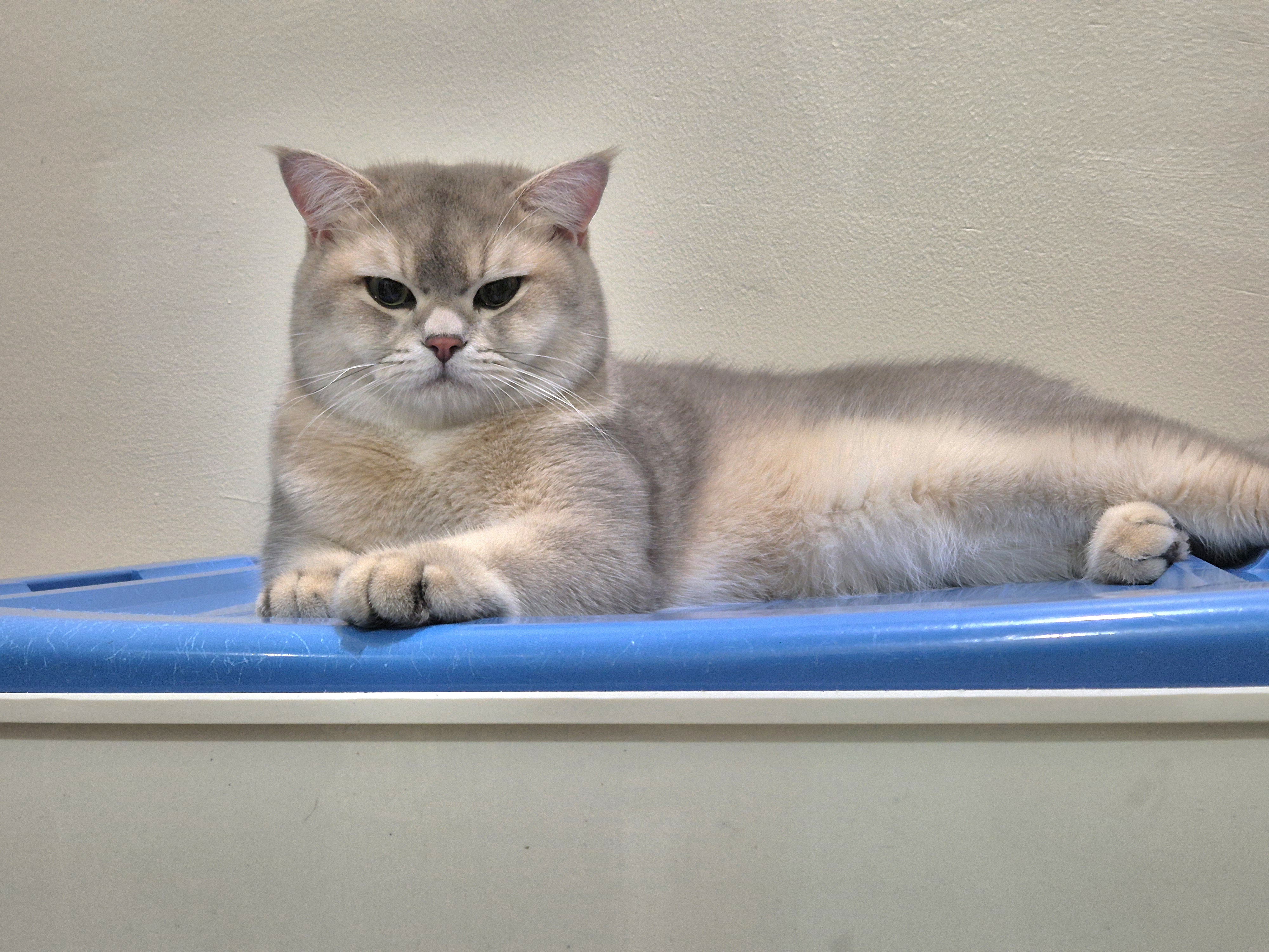 CH. Chubby NK’s Eron