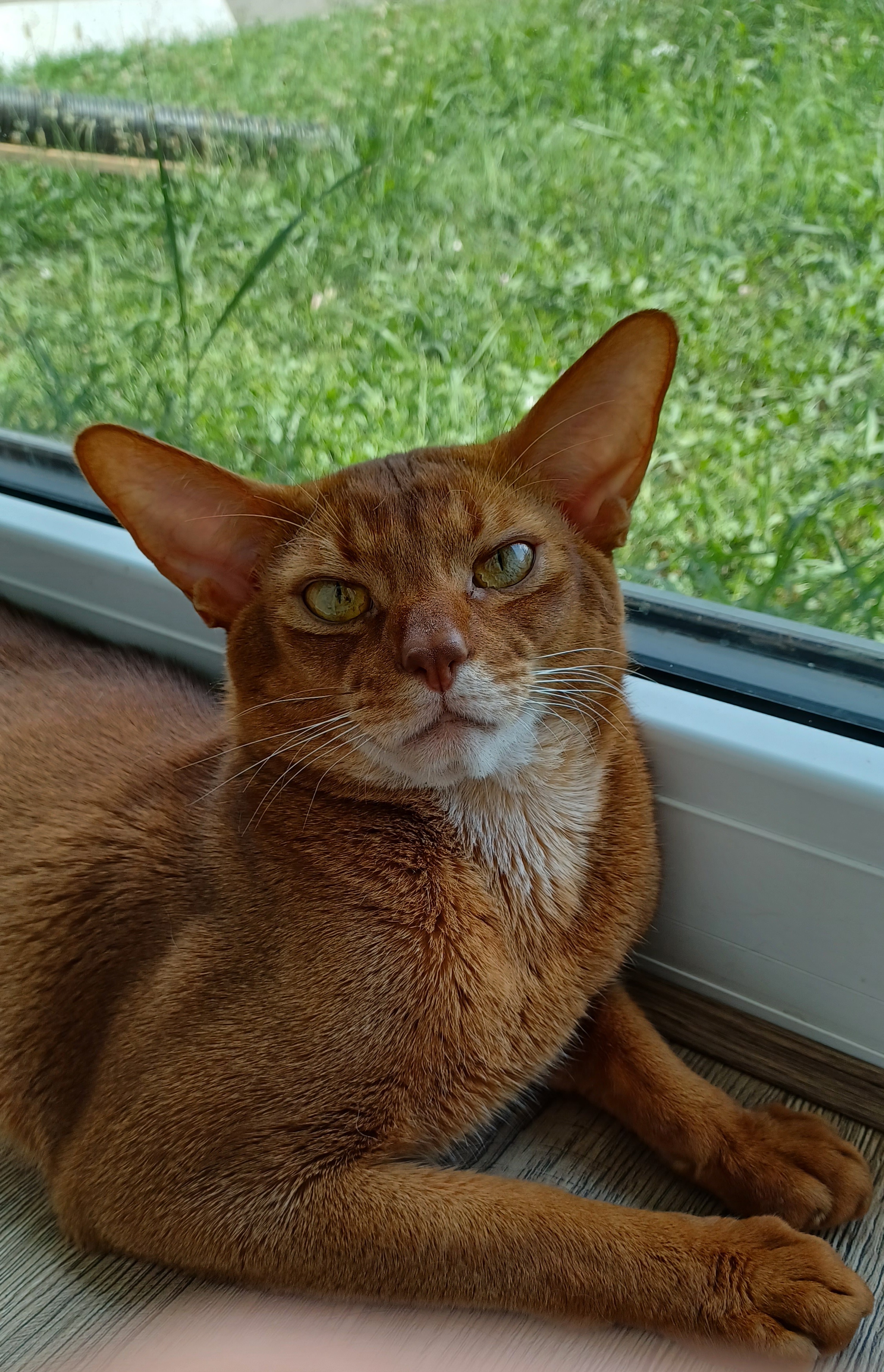 ICH. Kiwanga of Nefertiti Paws*SK