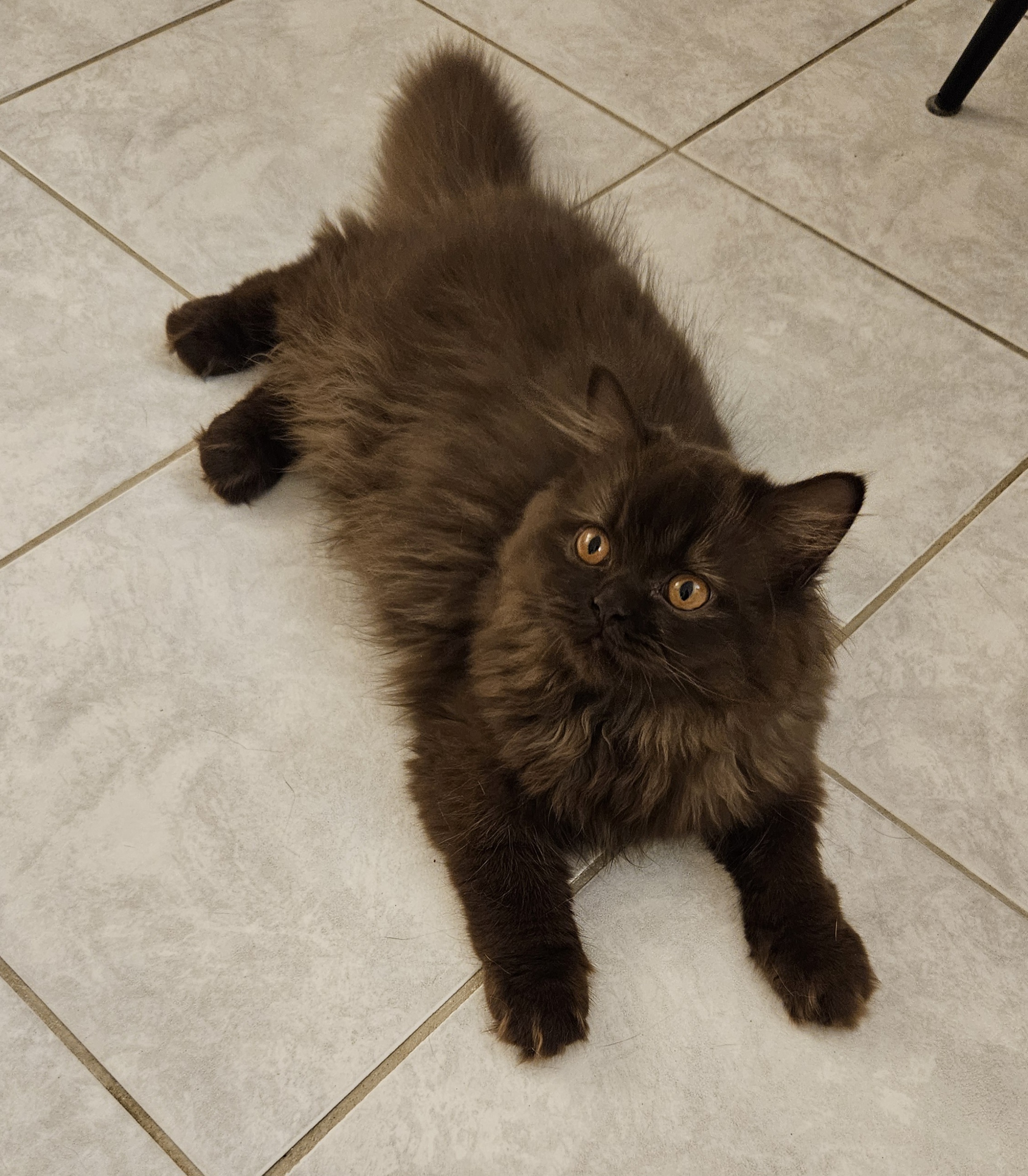 GICH. Colorful Universe Titania