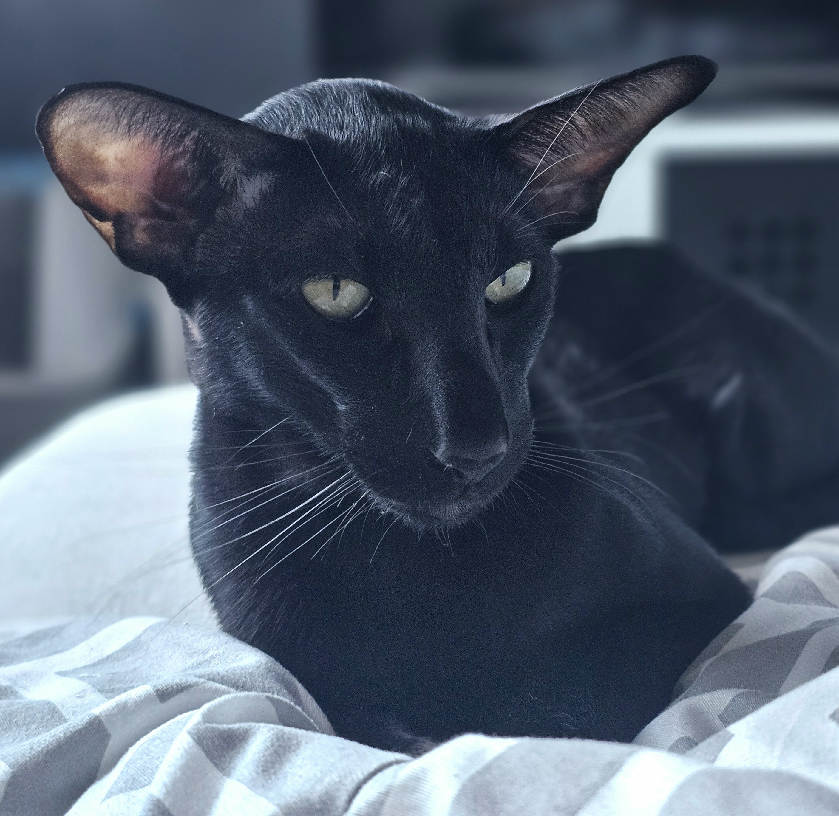 GECH. Yakuza de La cité de Meereen