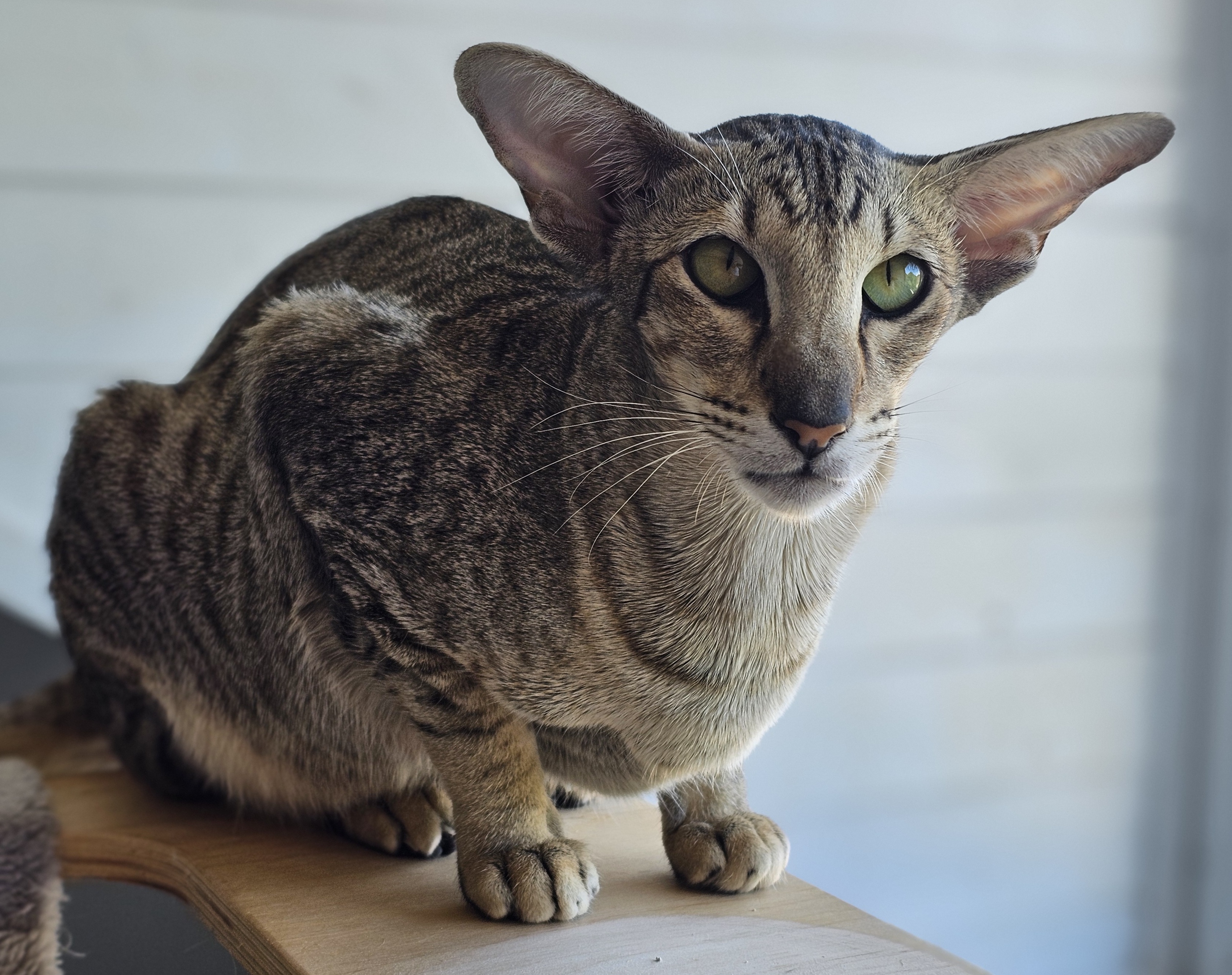 Uleia des lut1s chanteurs