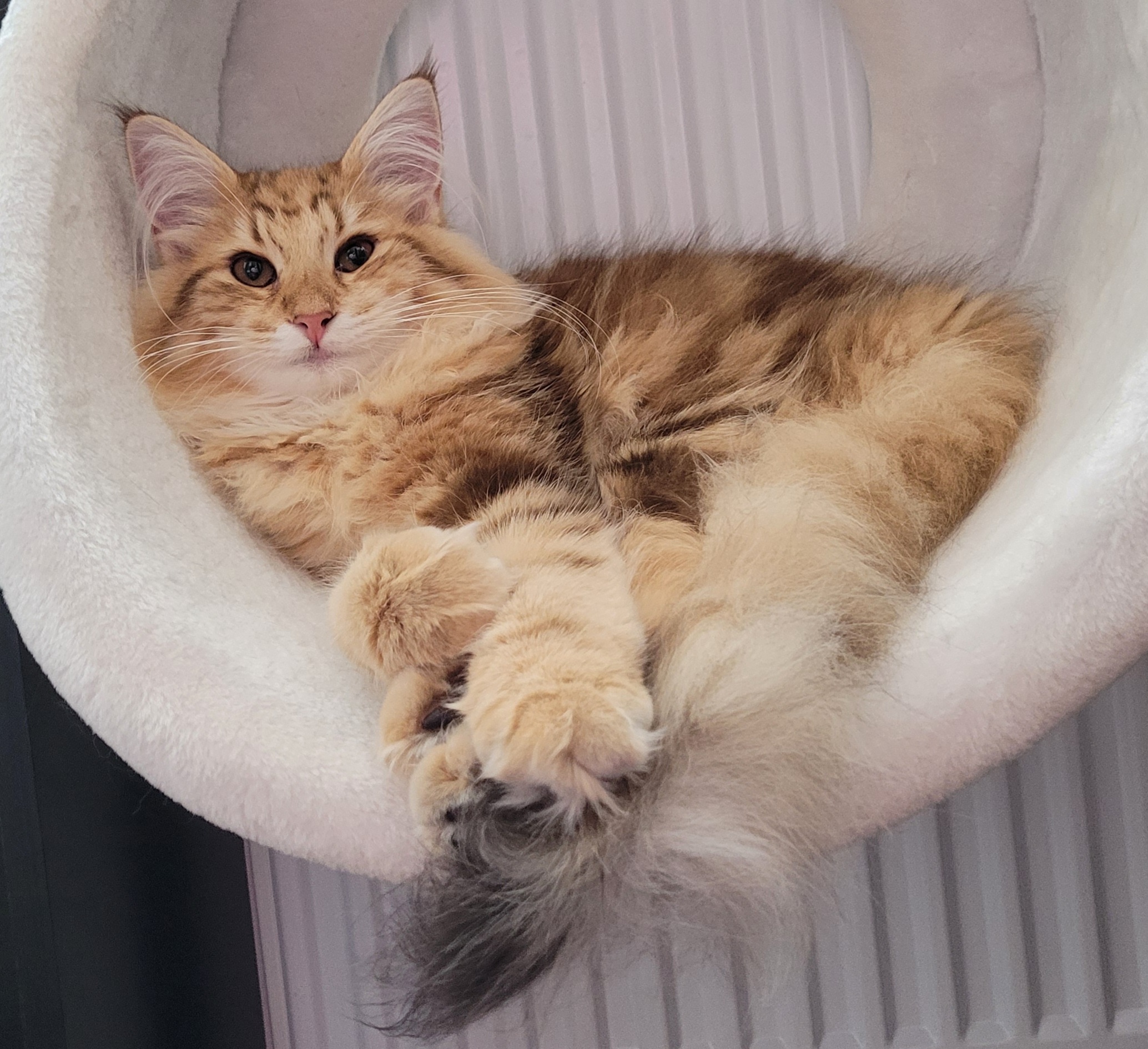 KCH. Aurora van Serrurier