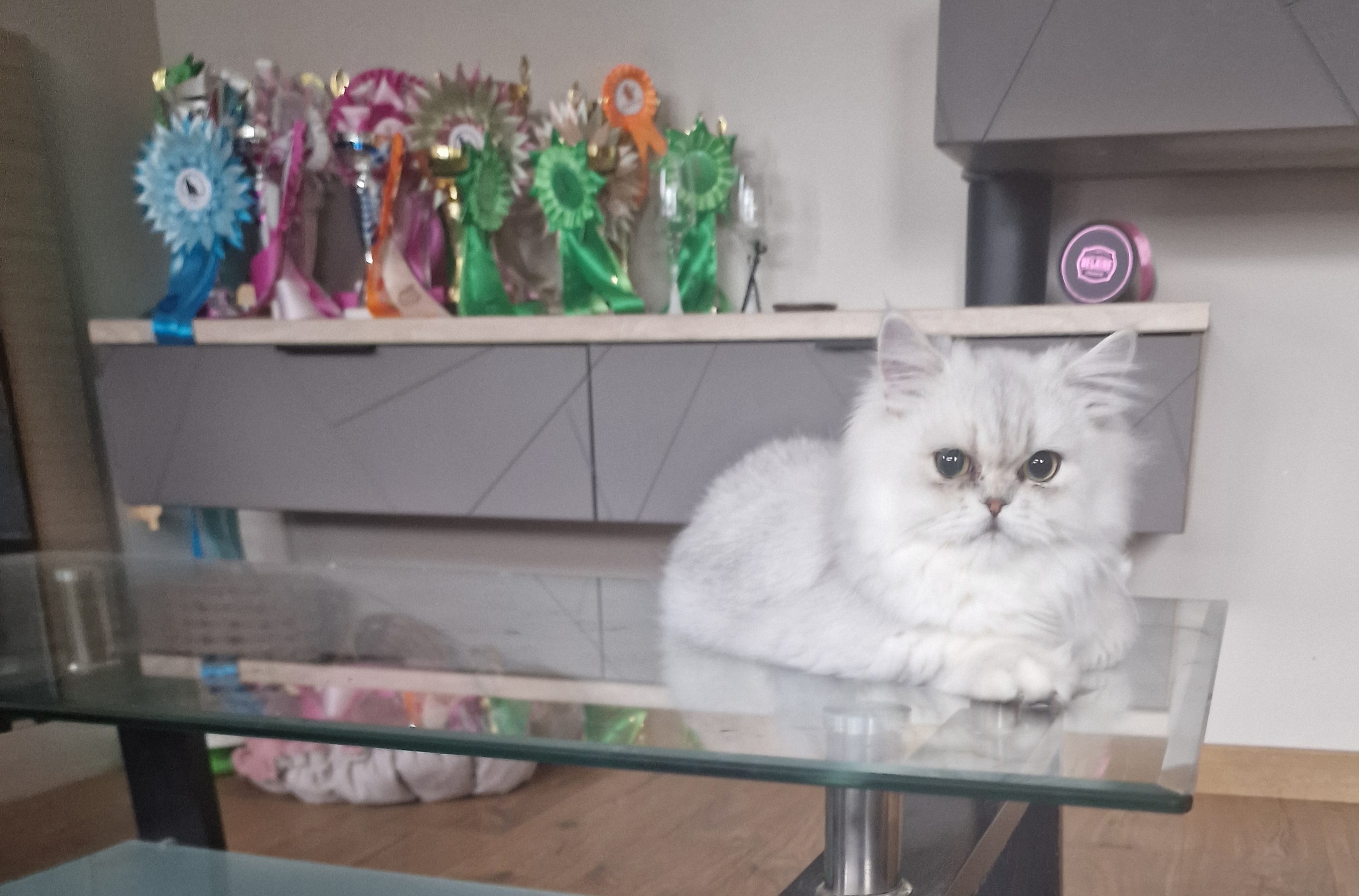 Faith Ferando Ice Cube