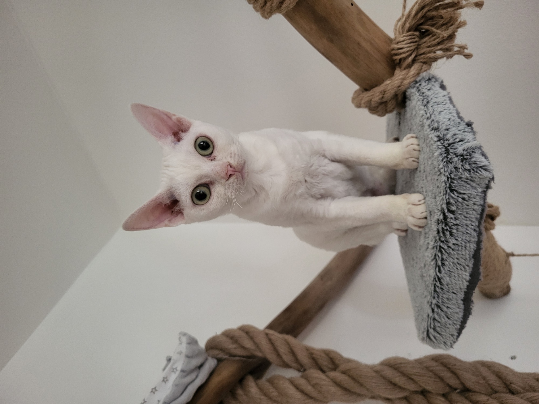 Madam Vera&Wild Charm*PL