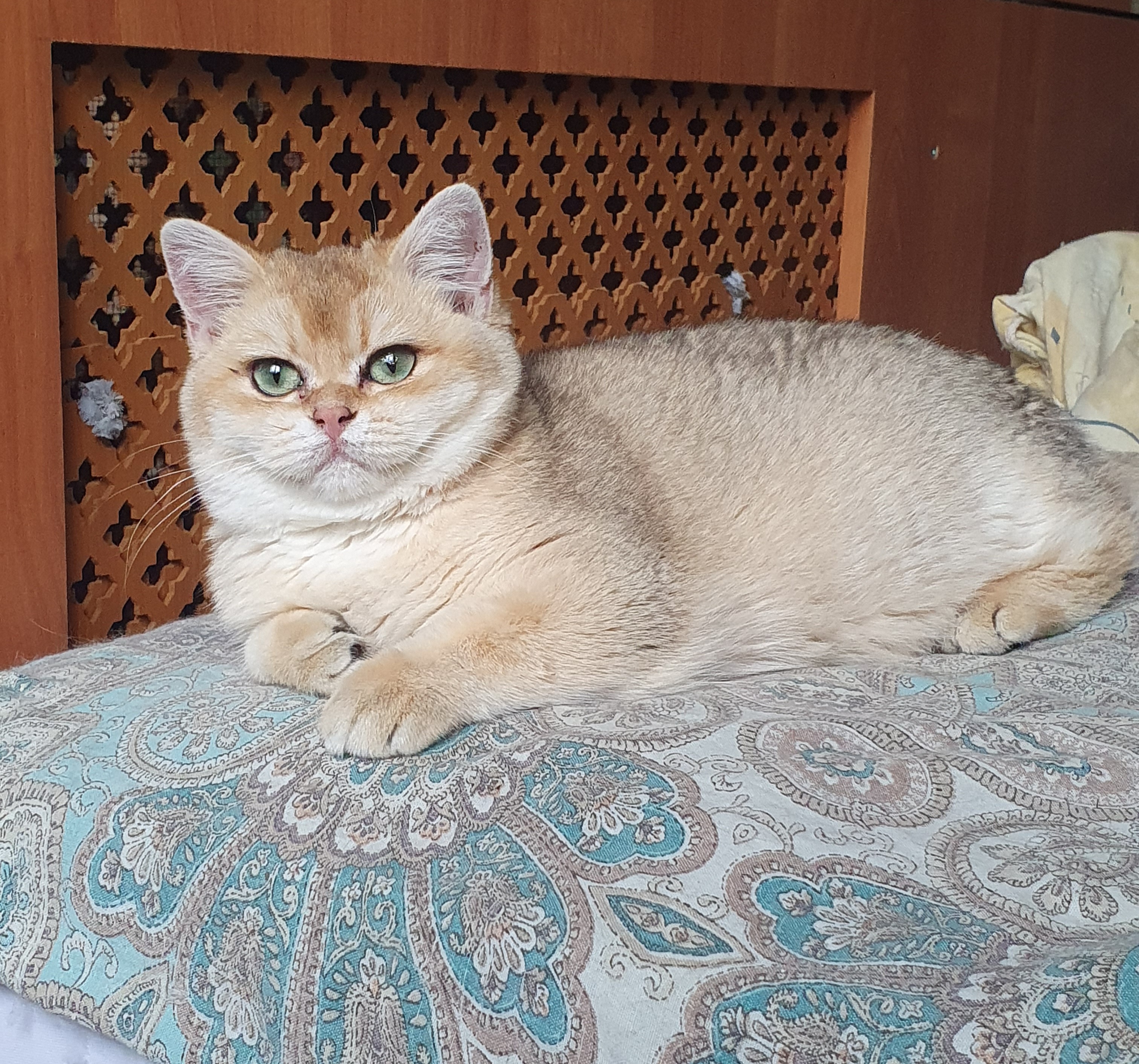 Greta Garbo Gold Bomond