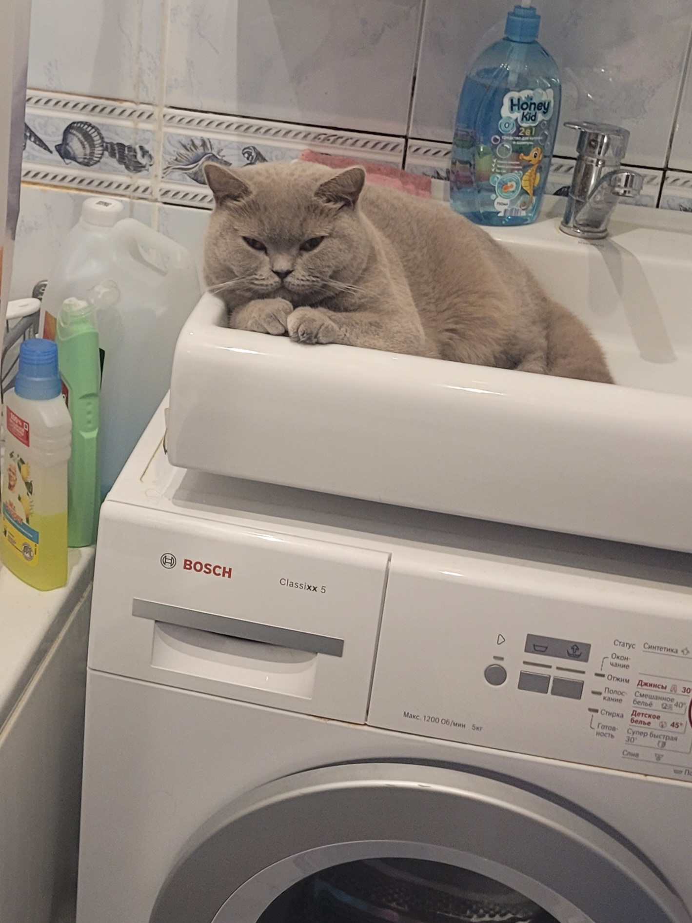 JCH. Dunia Enigmatic Smile