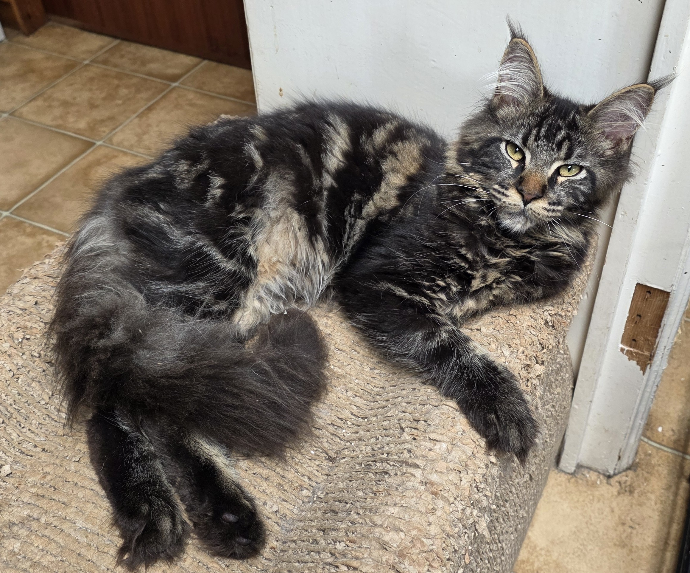 JCH. Arès de la Vallée de Myssie