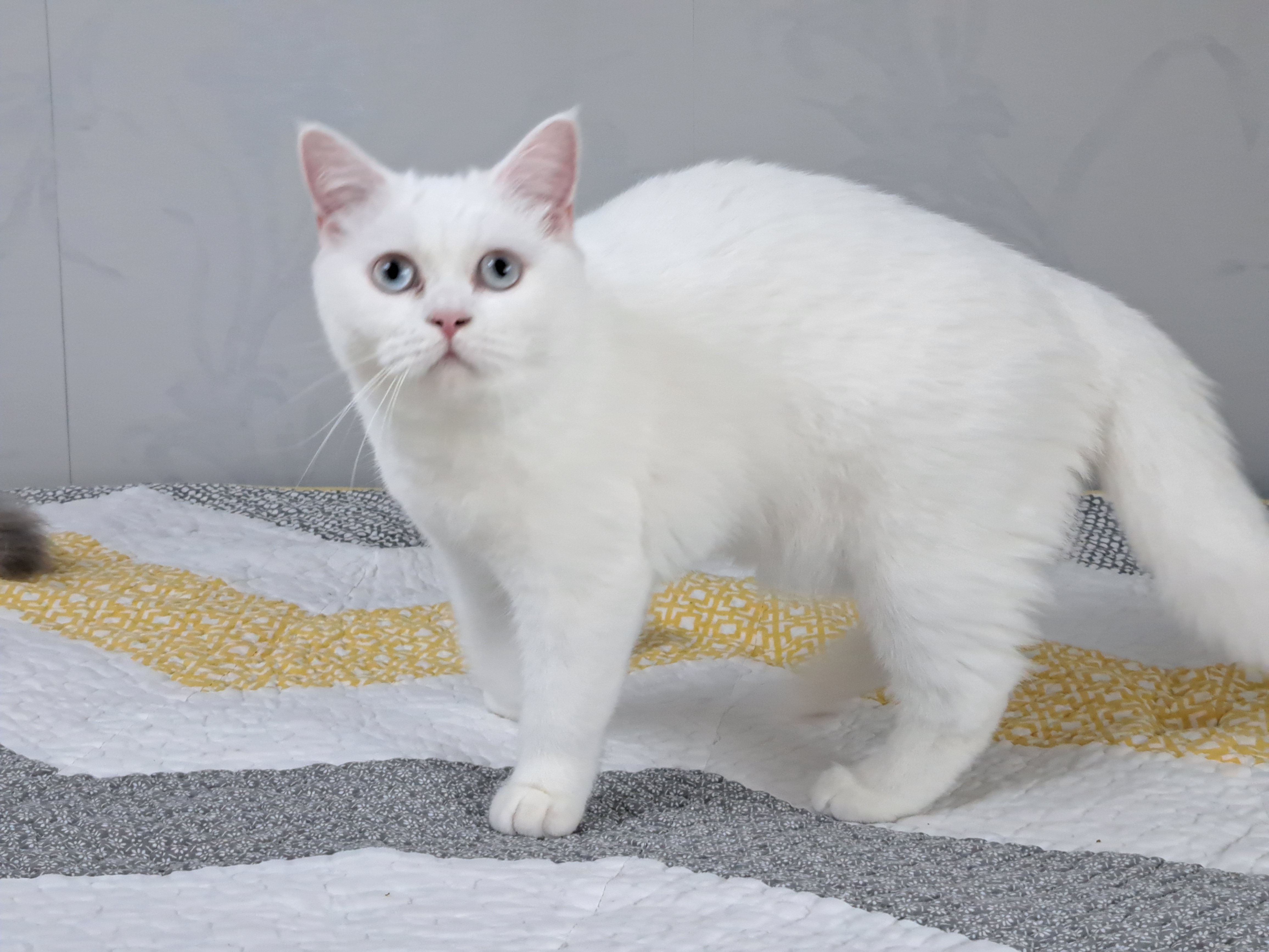 Angel Silver Gray of Clara