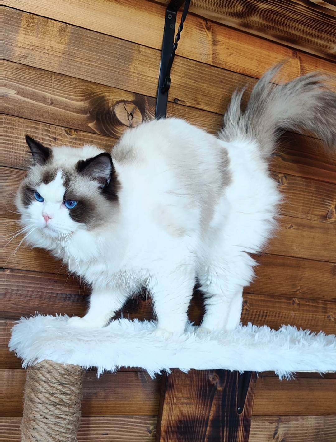 MIKI prestigious Cat'PL