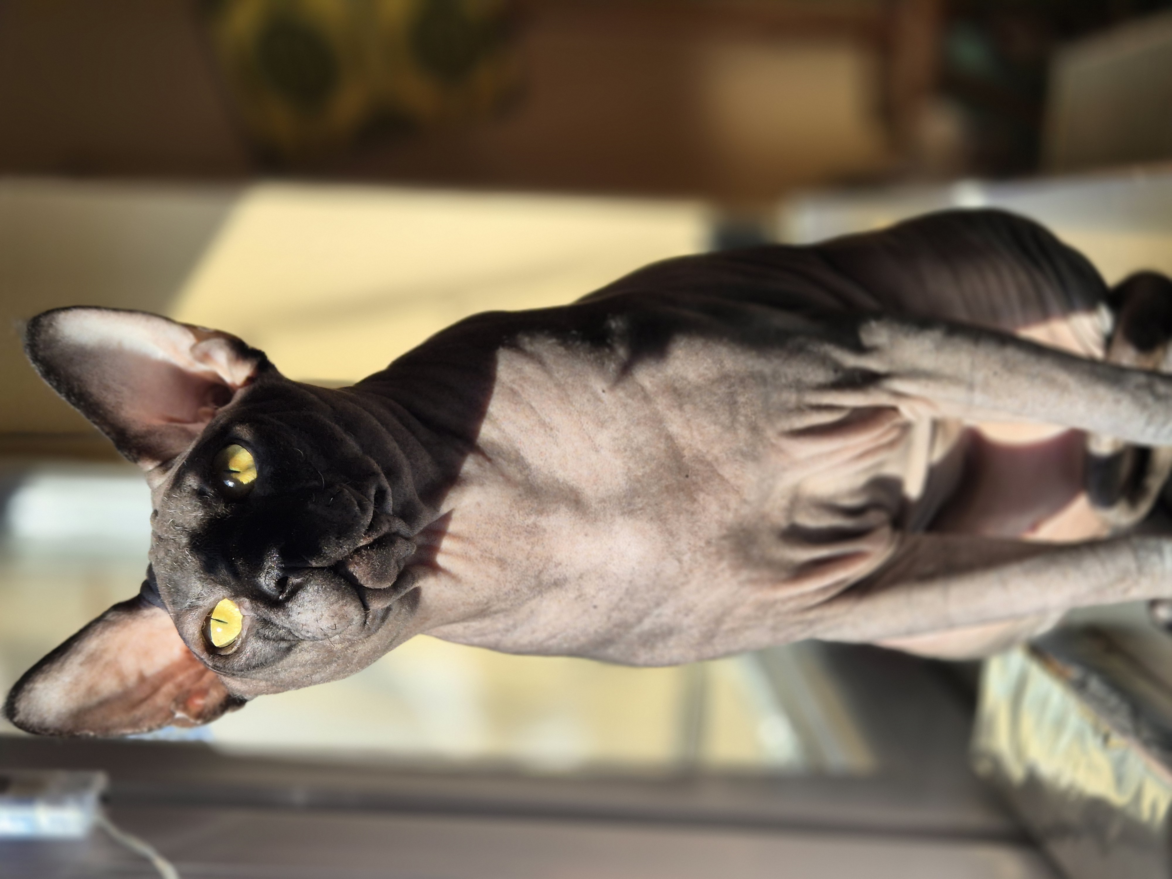 Poker Face D-Spangli