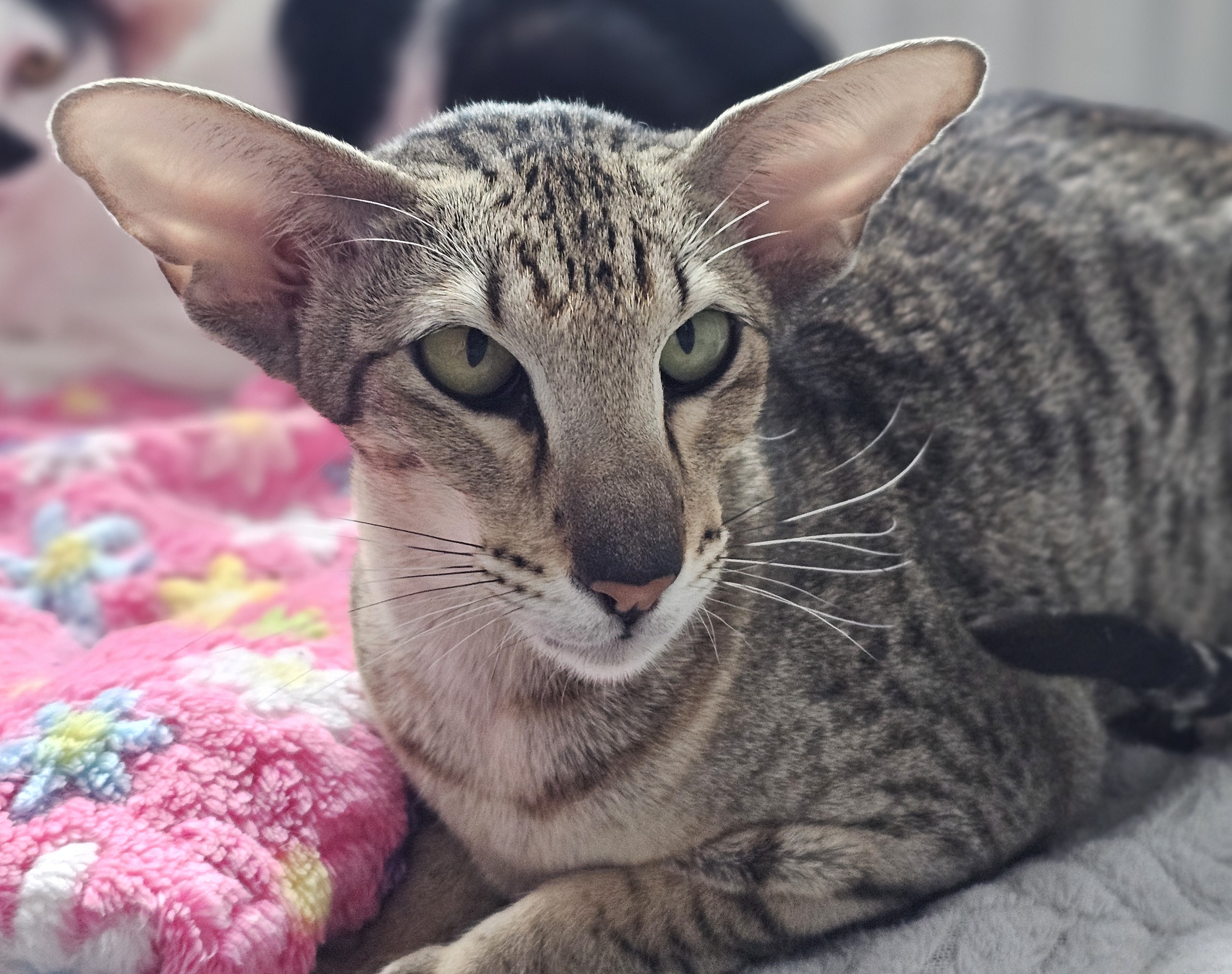 CH. Uleia des lut1s chanteurs