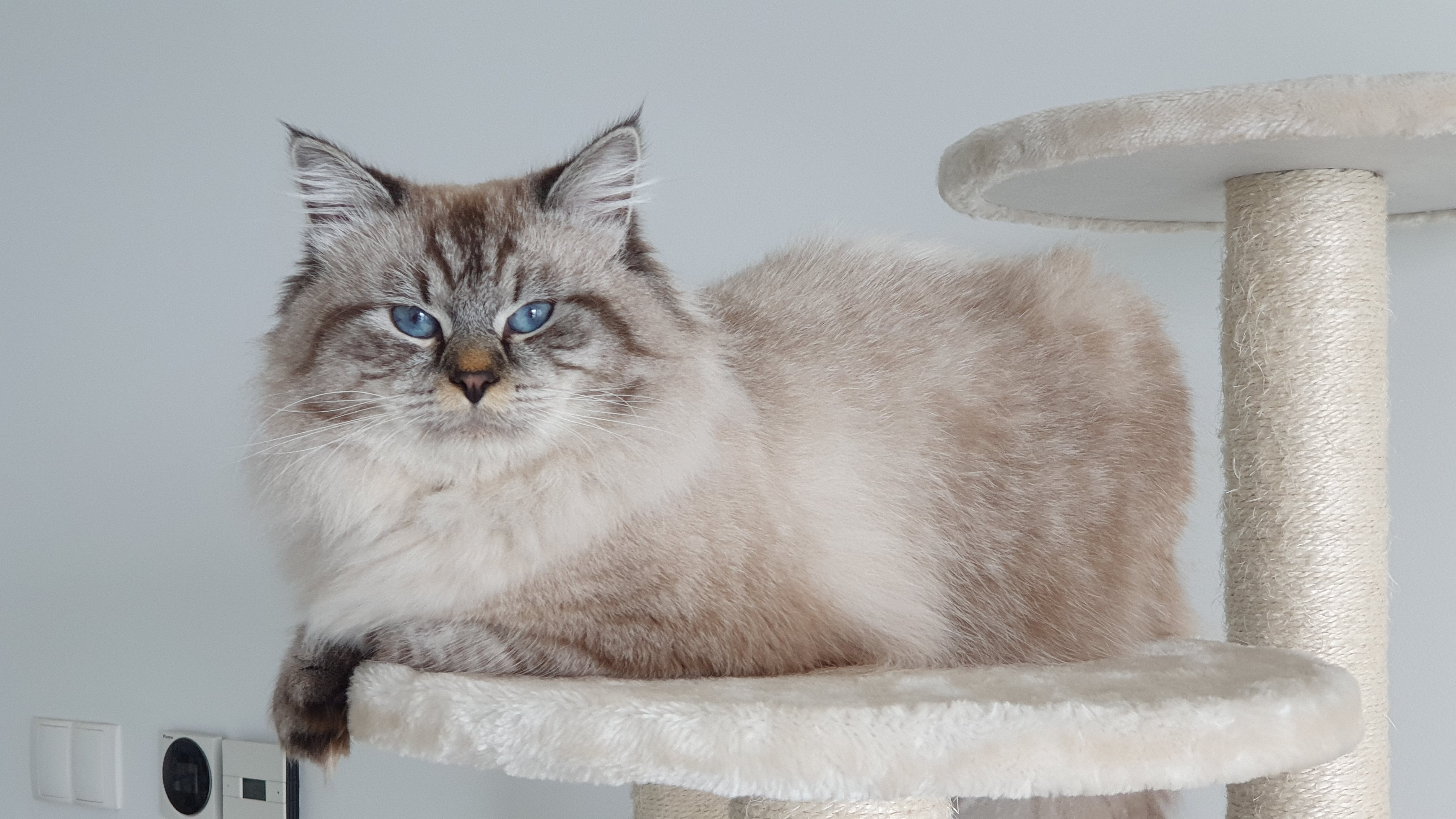 Nevsky Lev Zhemchug Nevy