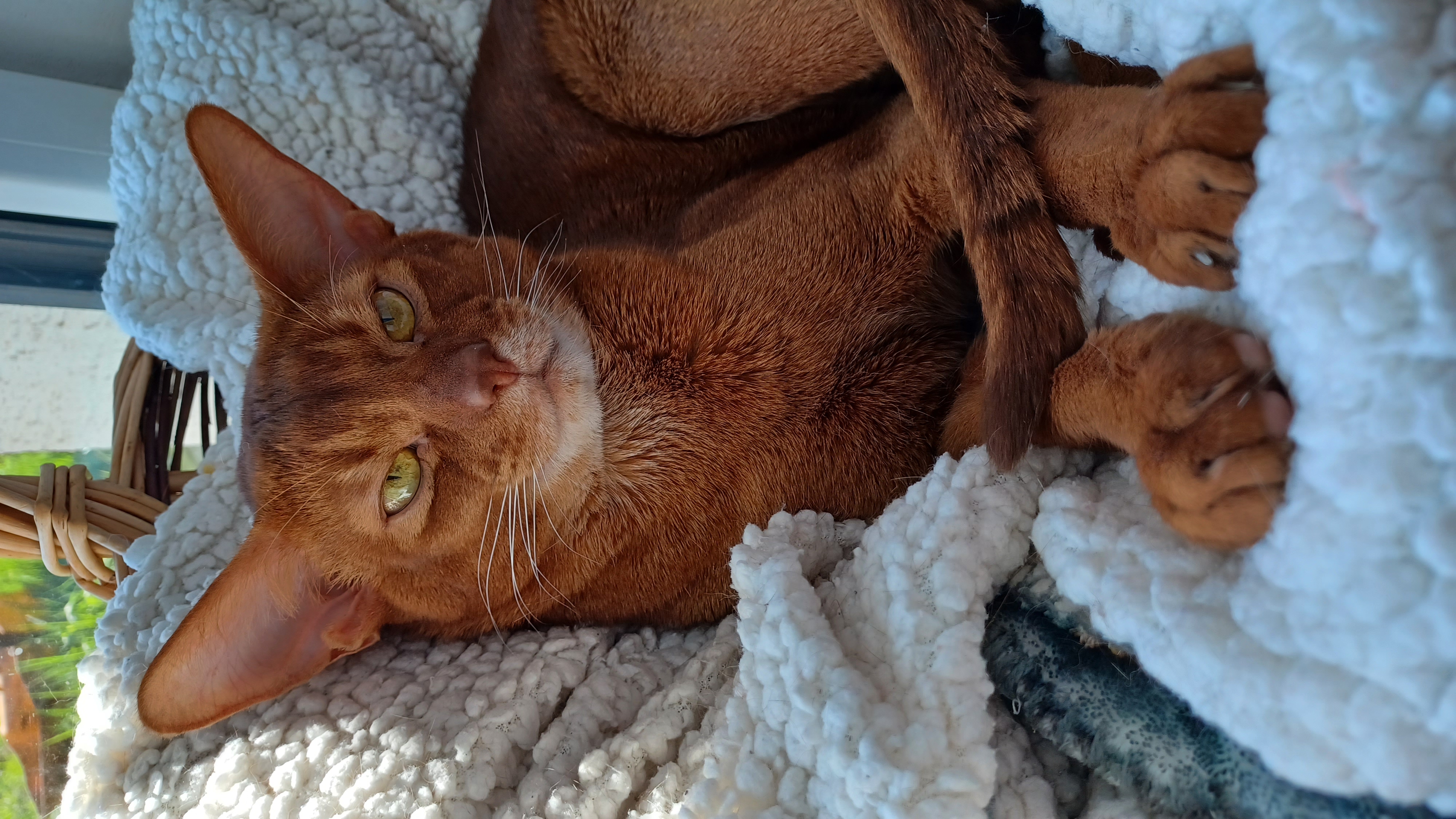 ICH. Kiwanga of Nefertiti Paws*SK