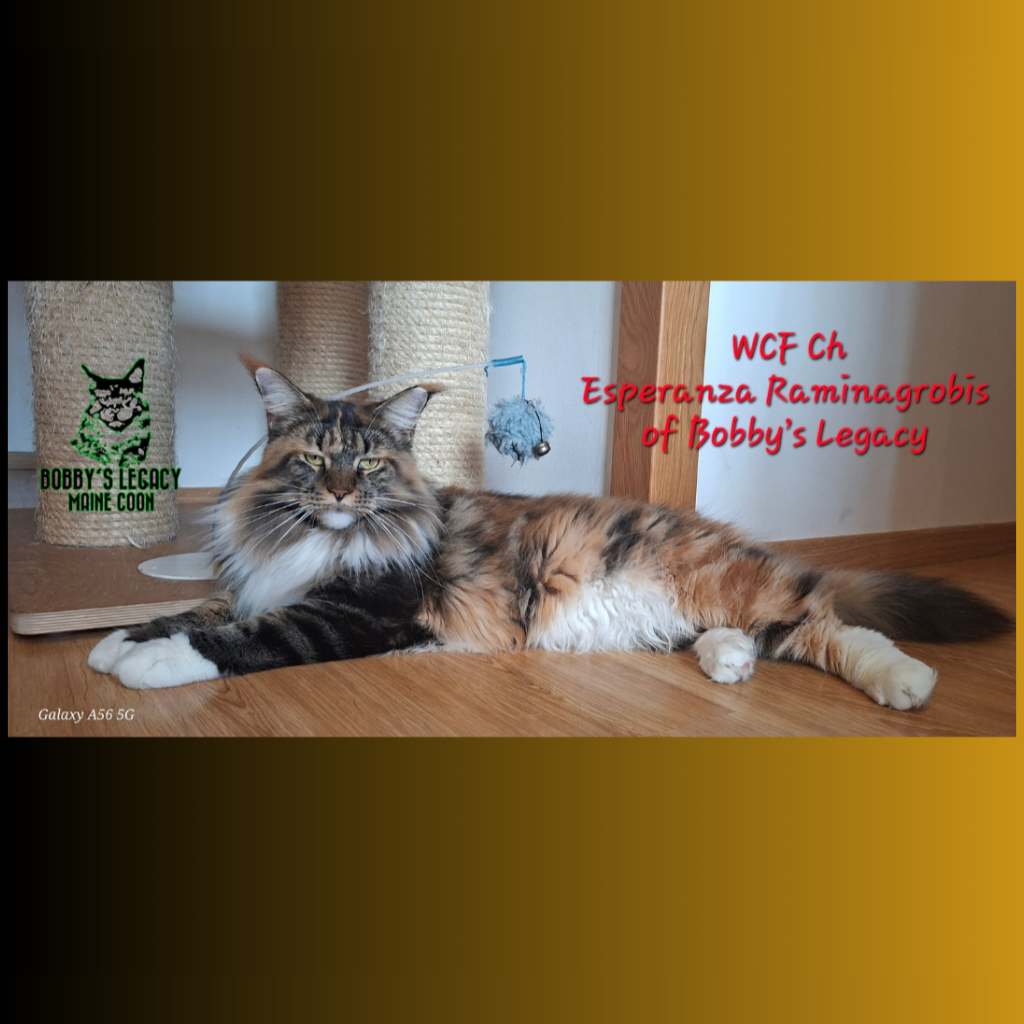 CH. WCF Ch Esperanza Raminagrobis