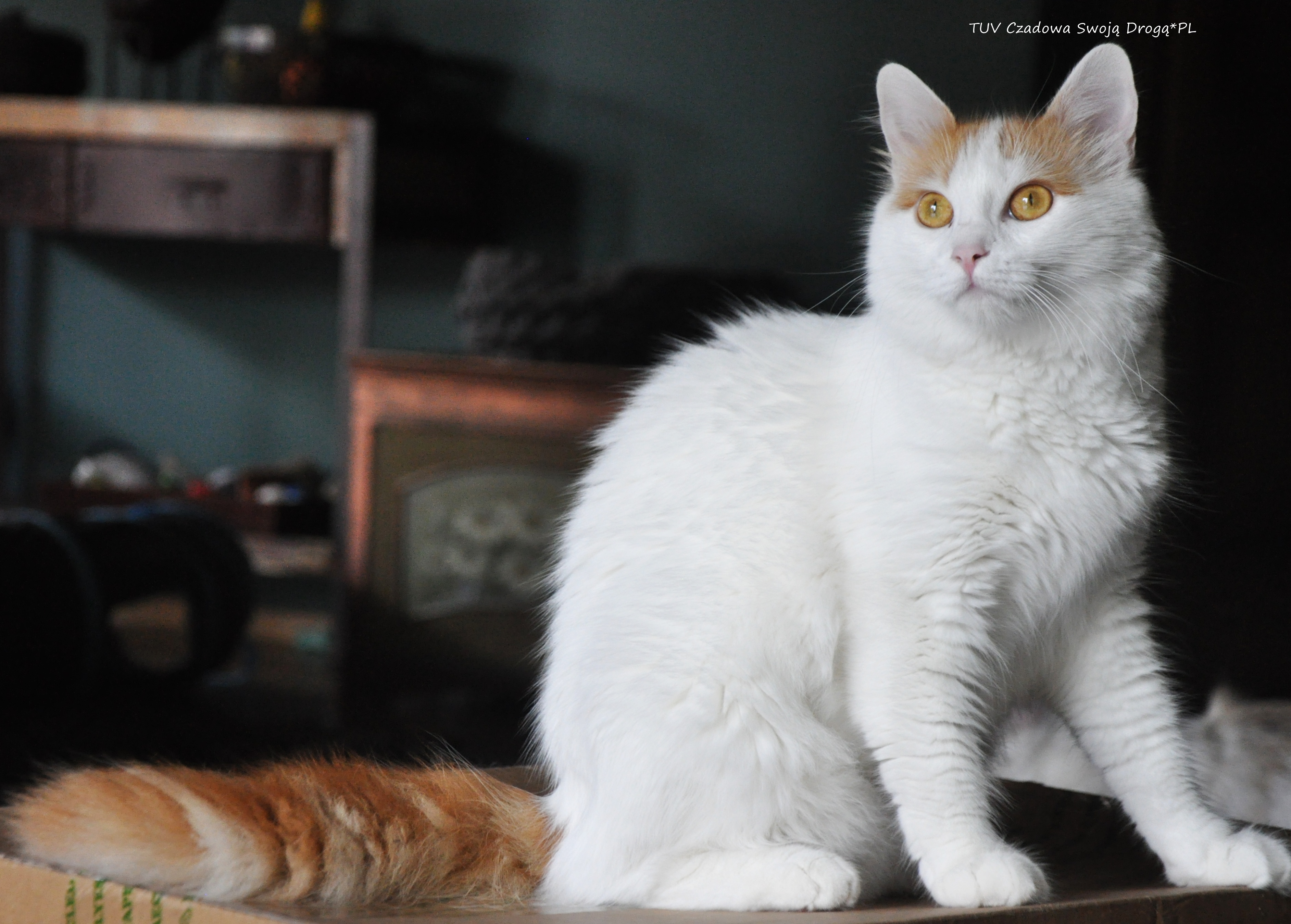 CH. CH Czadowa Swoją Drogą*Pl