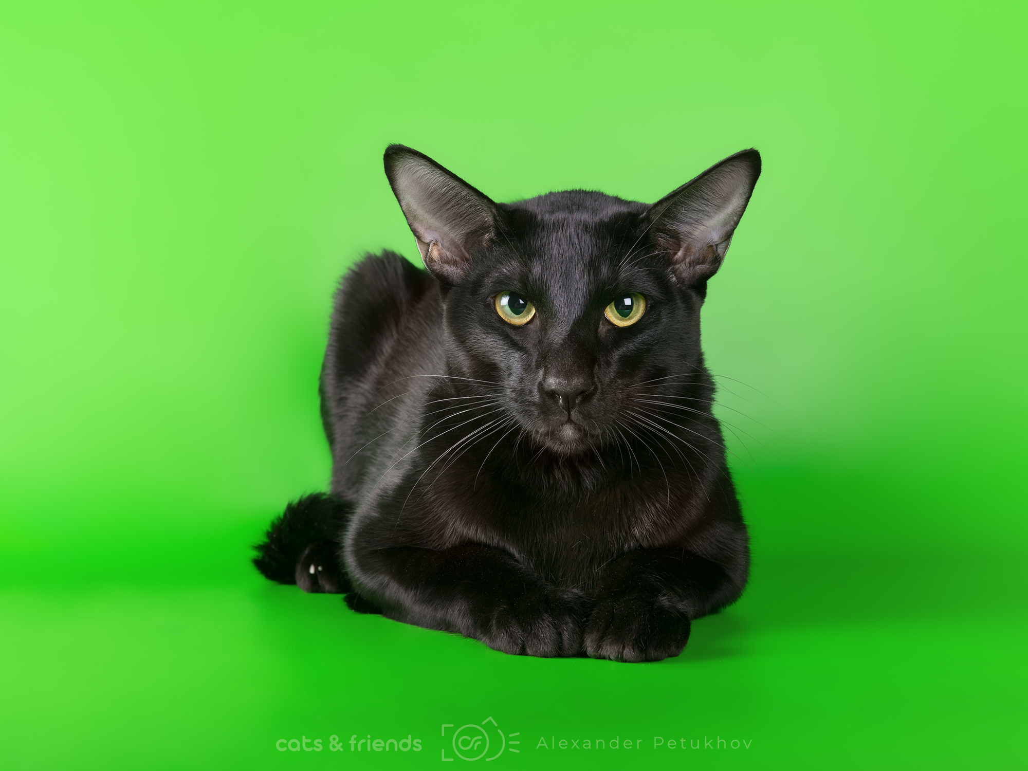 CH. Lestat Magic Familiars