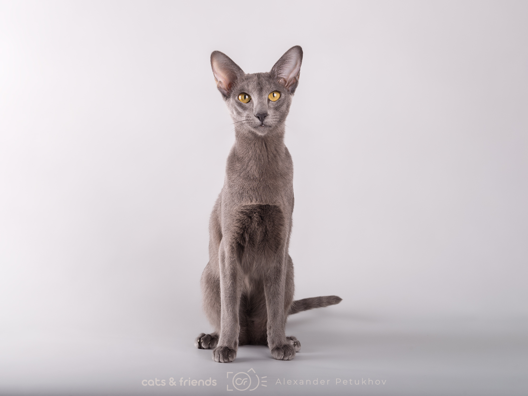 CH. Kimberly Magic Familiars