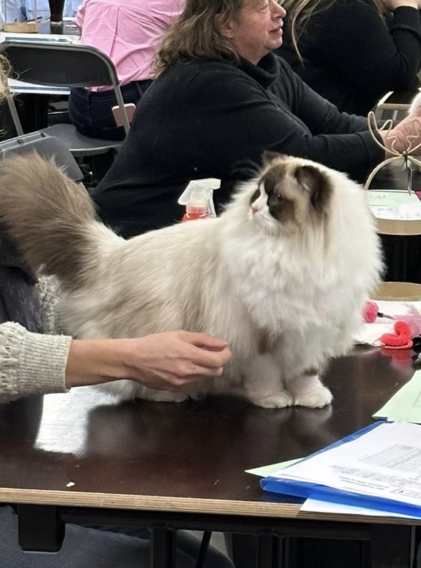 CH. Katalaya Maszkotka *PL