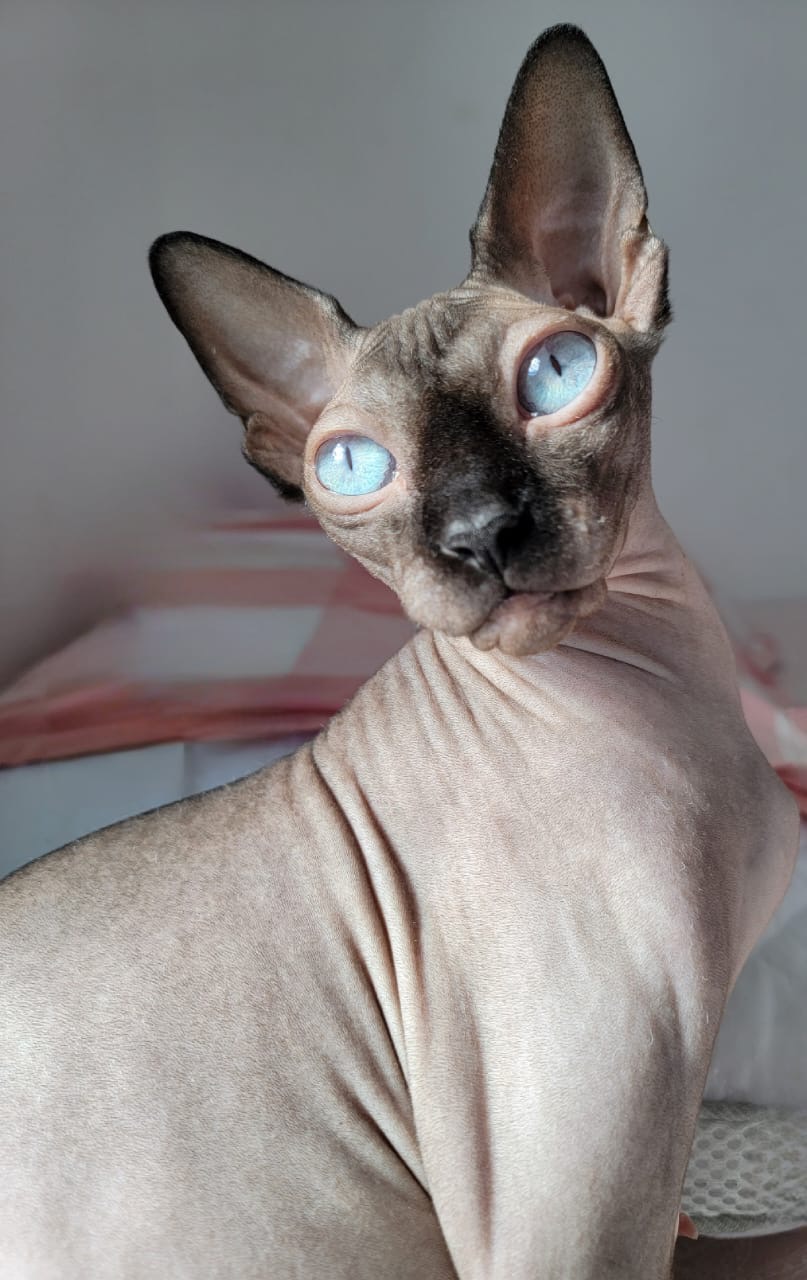 Doukkala Nude Stella