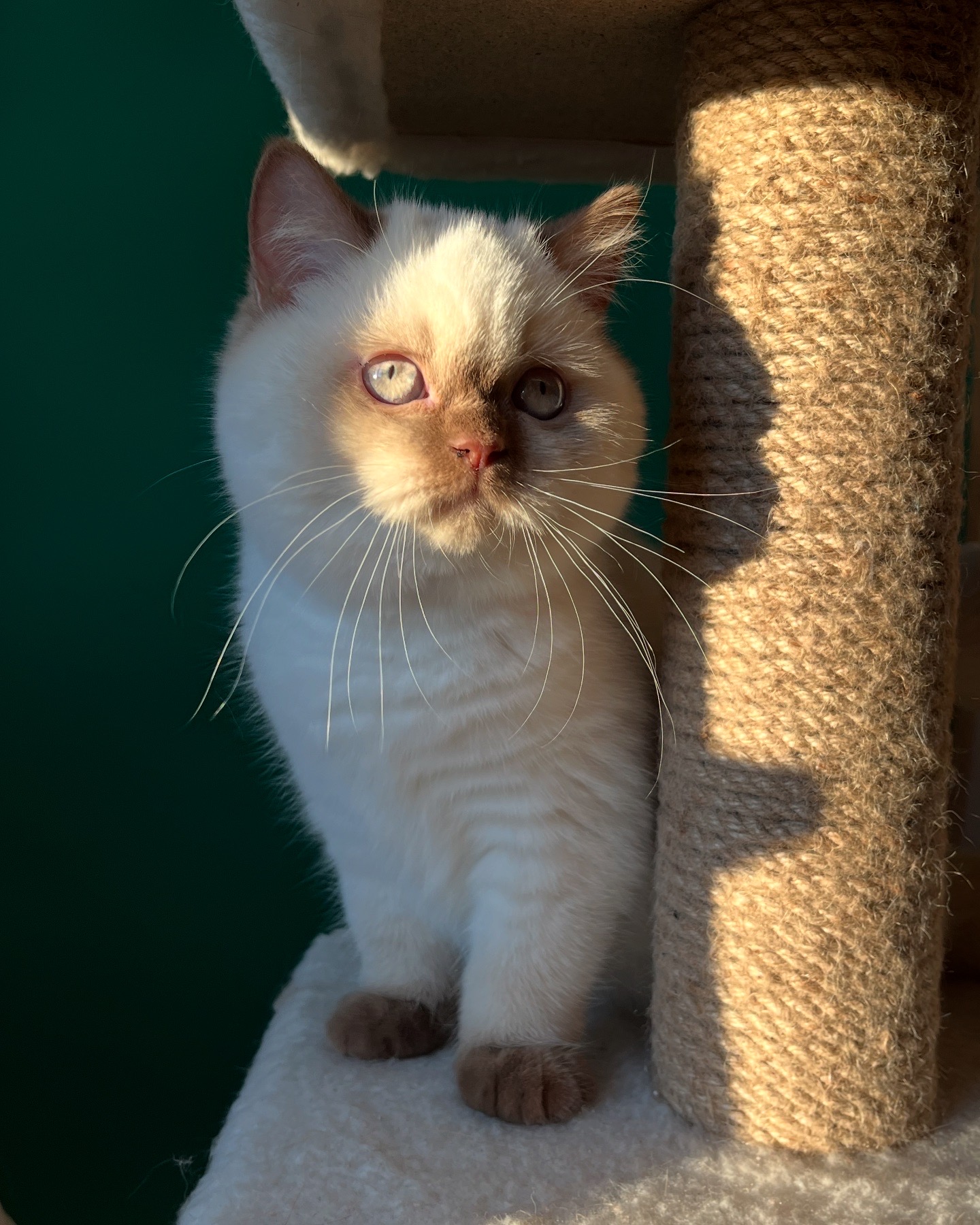 KCH. DIONA*BY HEIZELINE