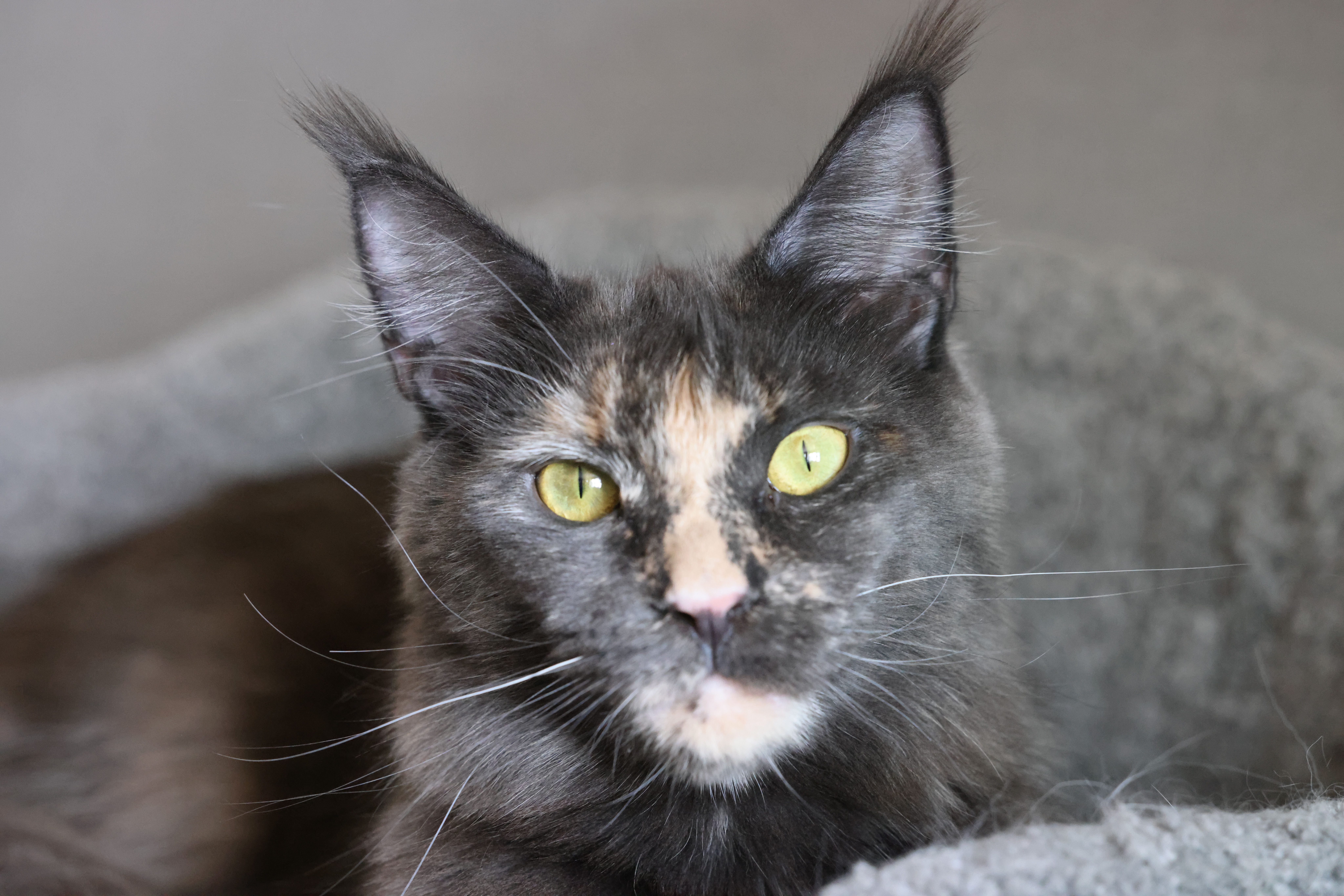 Altan Khaltan Yanzhit