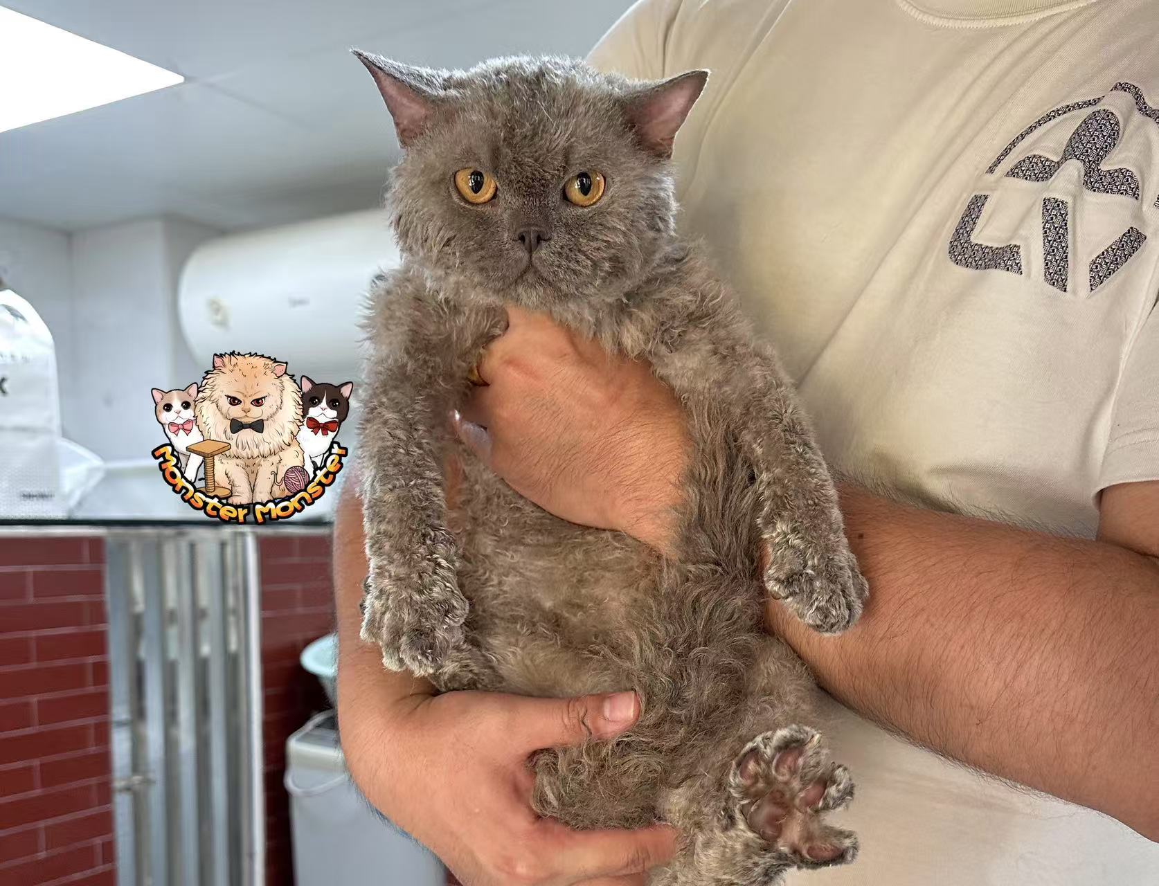 Monster MoZhao
