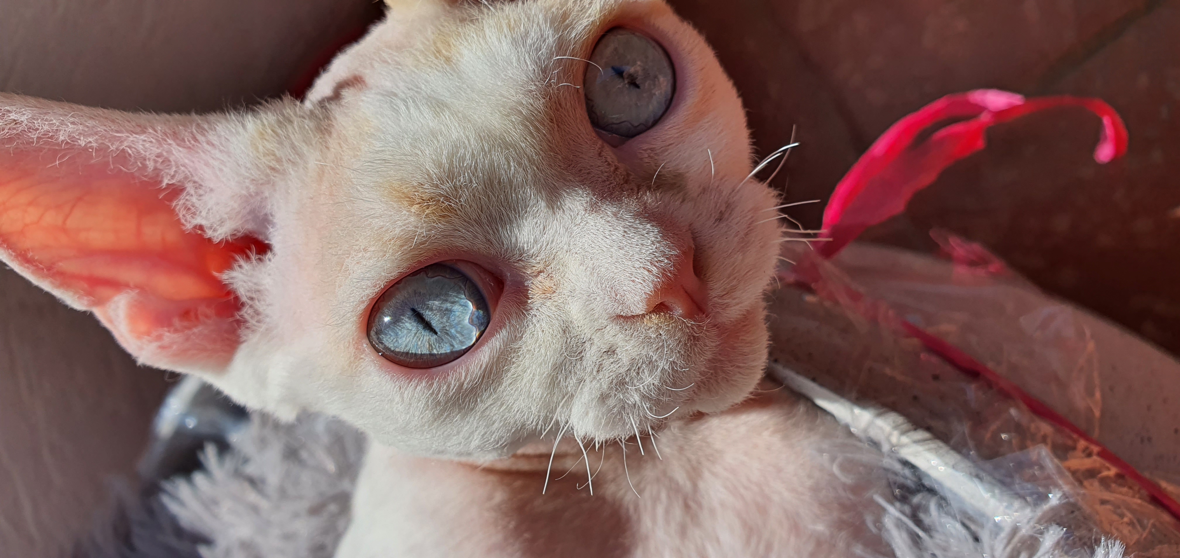 GECH. LAKI LOVE BLUE DEVON*PL