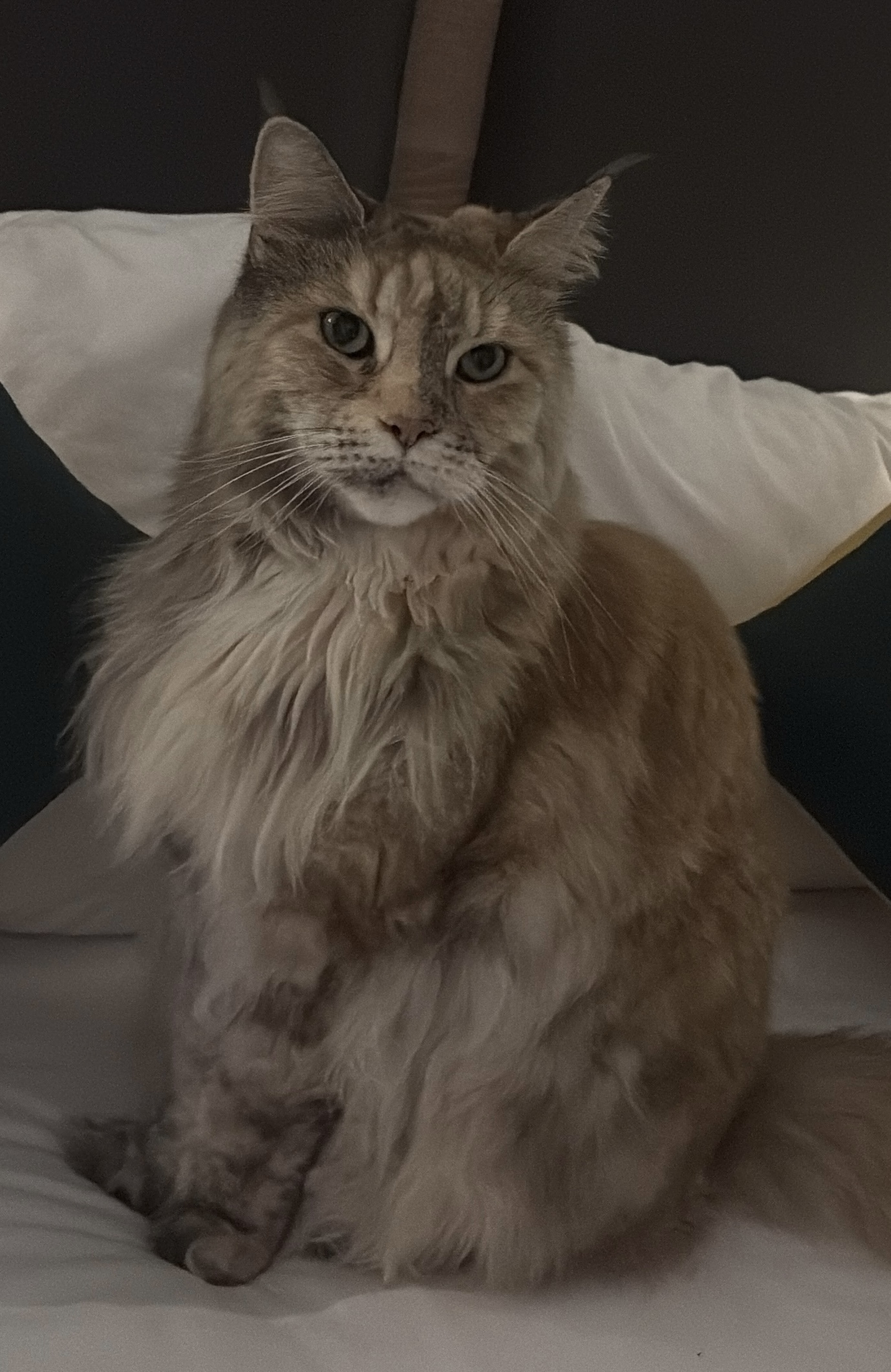 EPR. Lady Daisy of Luzilinburug