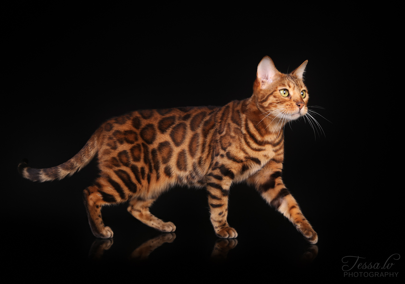 WCH. WCH Roxy Leopardstrail*RU