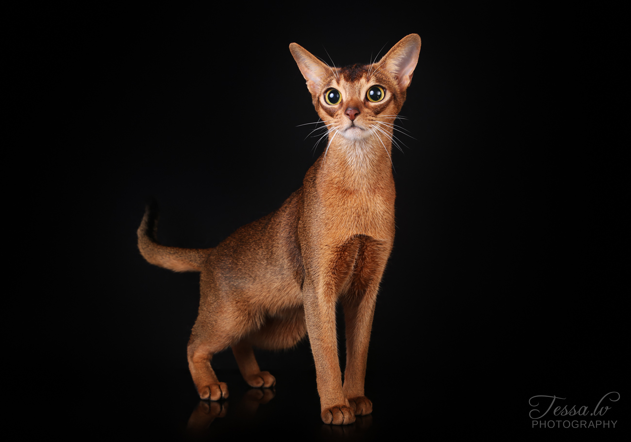 ICH. Diamond GoldMurrRoyal