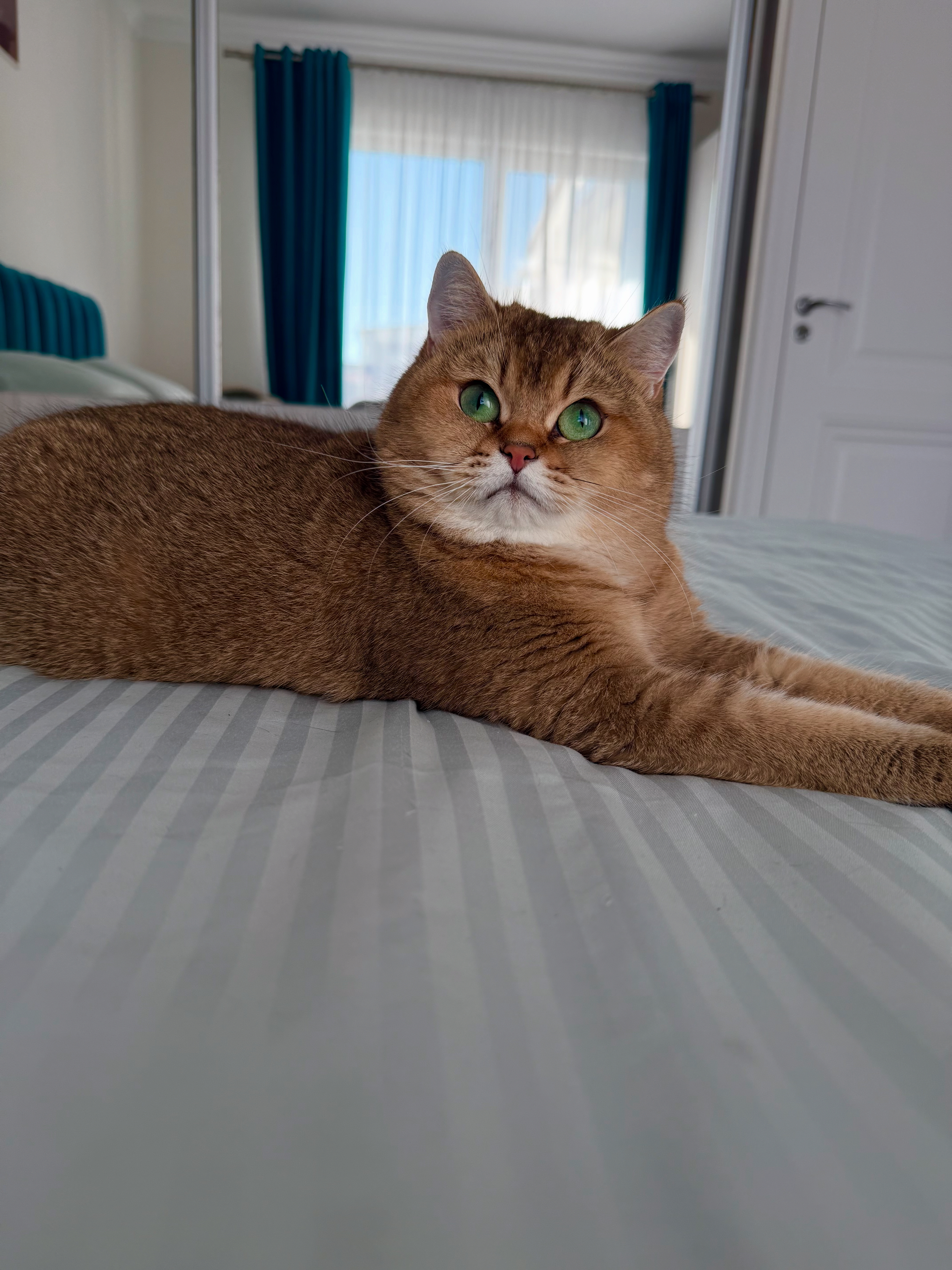 CH. Precious Saphire Sierra