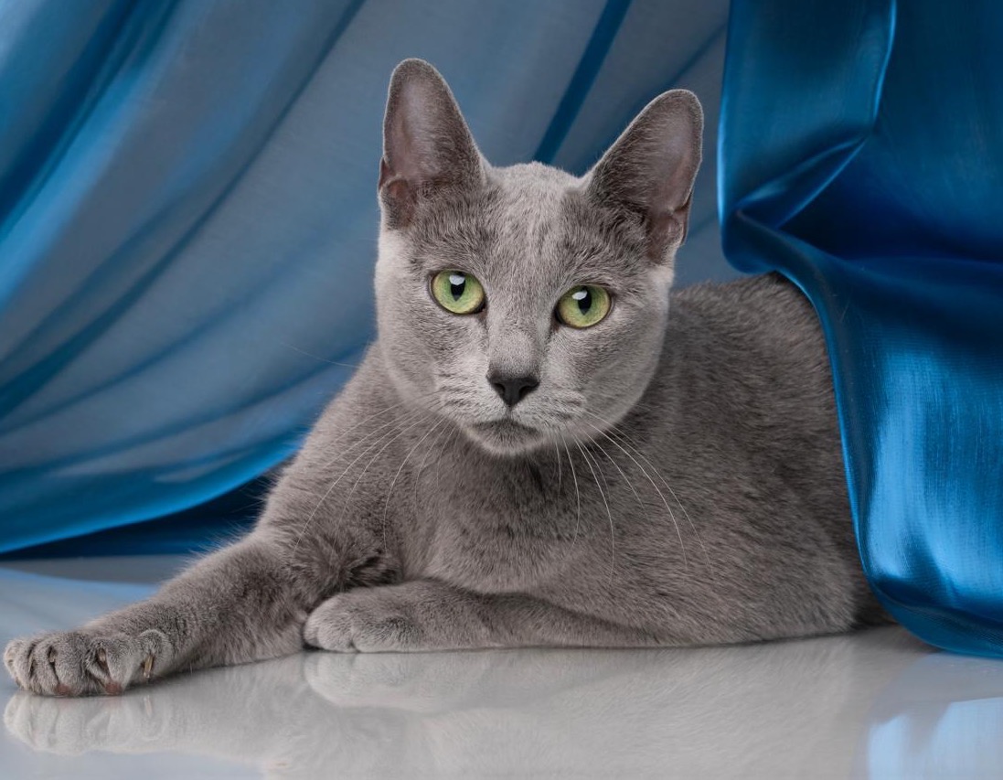 WCH. Maremyana Jasno Solnyshko