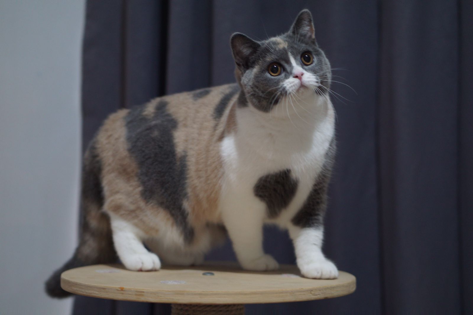 Malby Mozaik of Mowjo