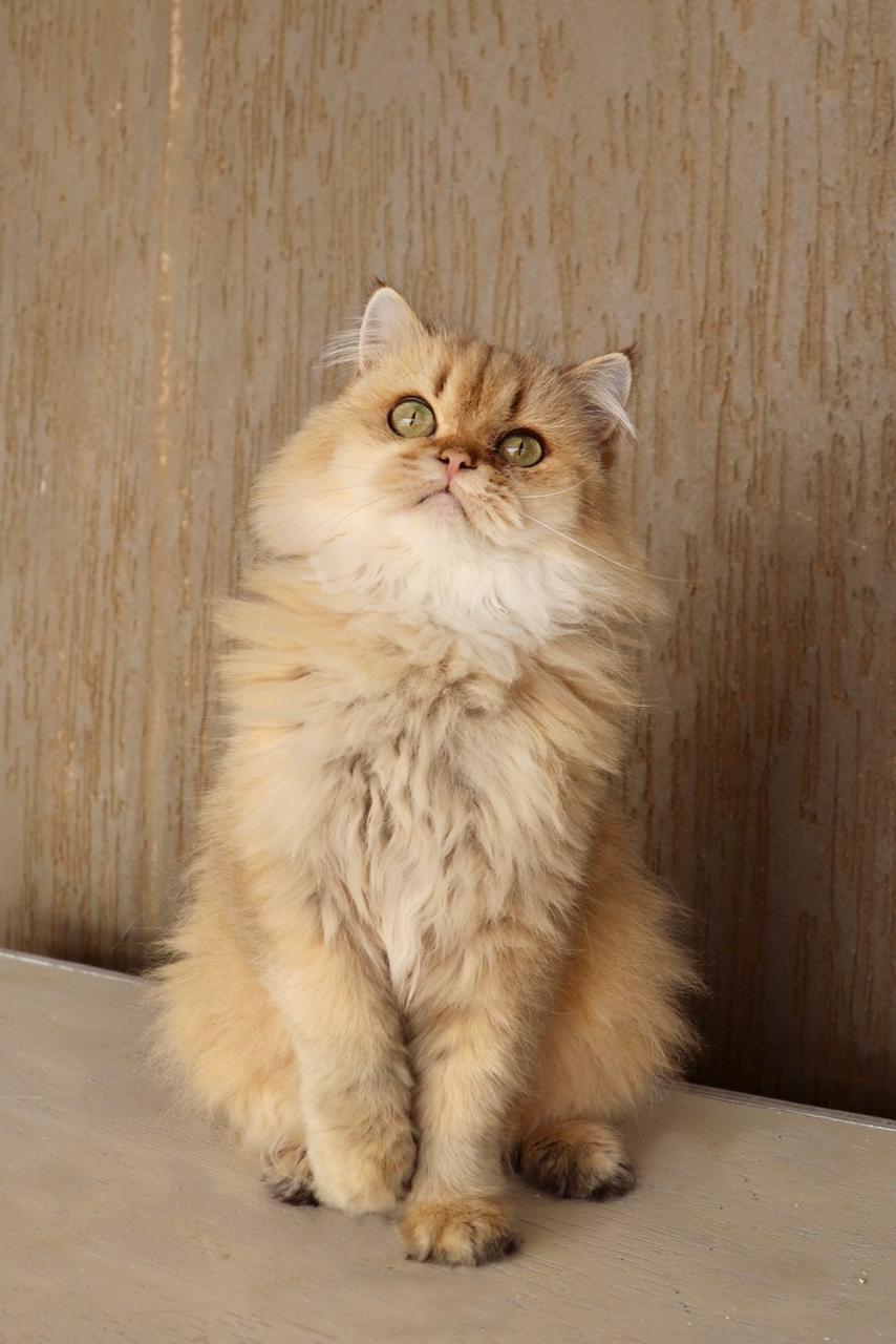 Lola Joyaux du Maghreb