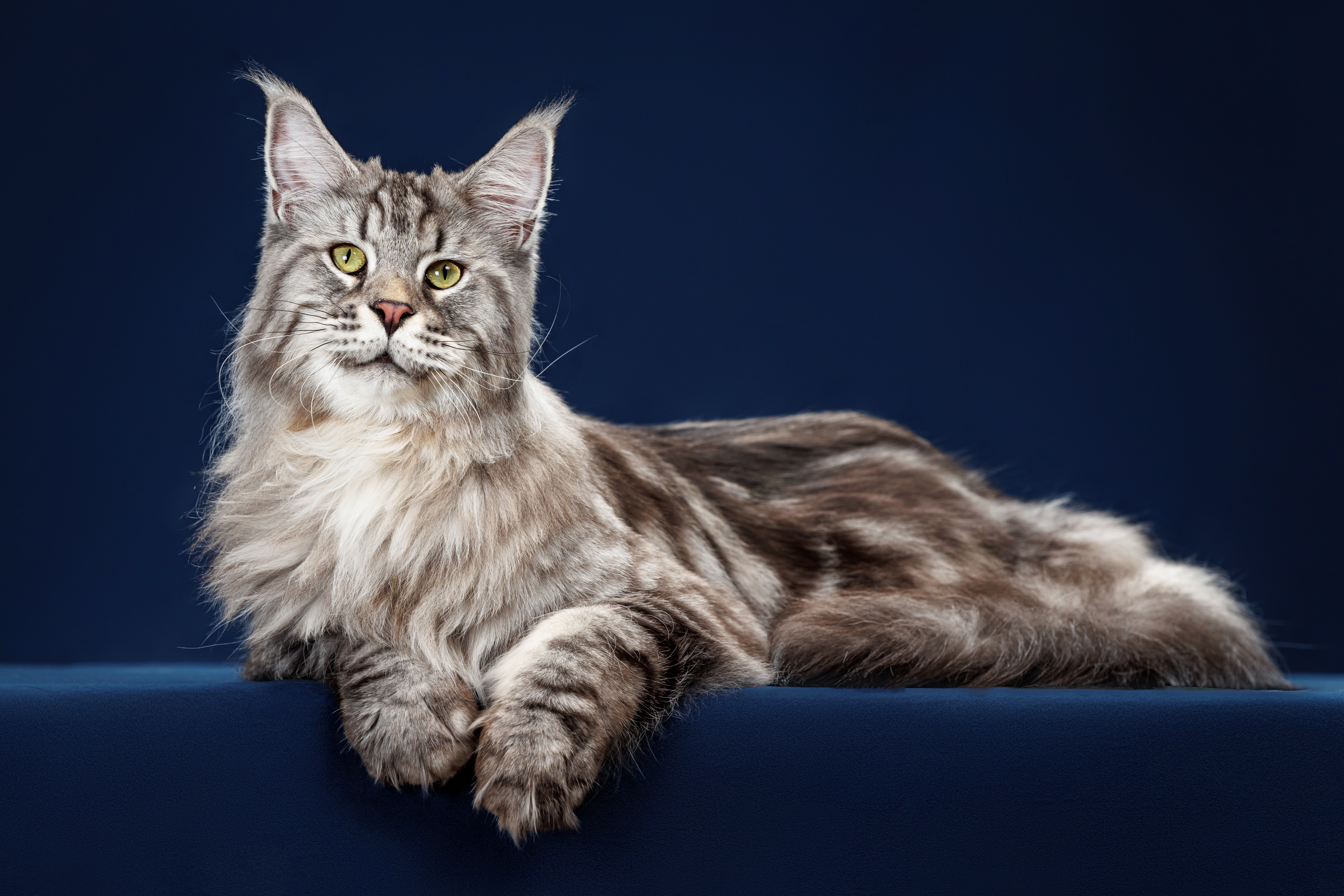 IPR. Irbis Aus Answald