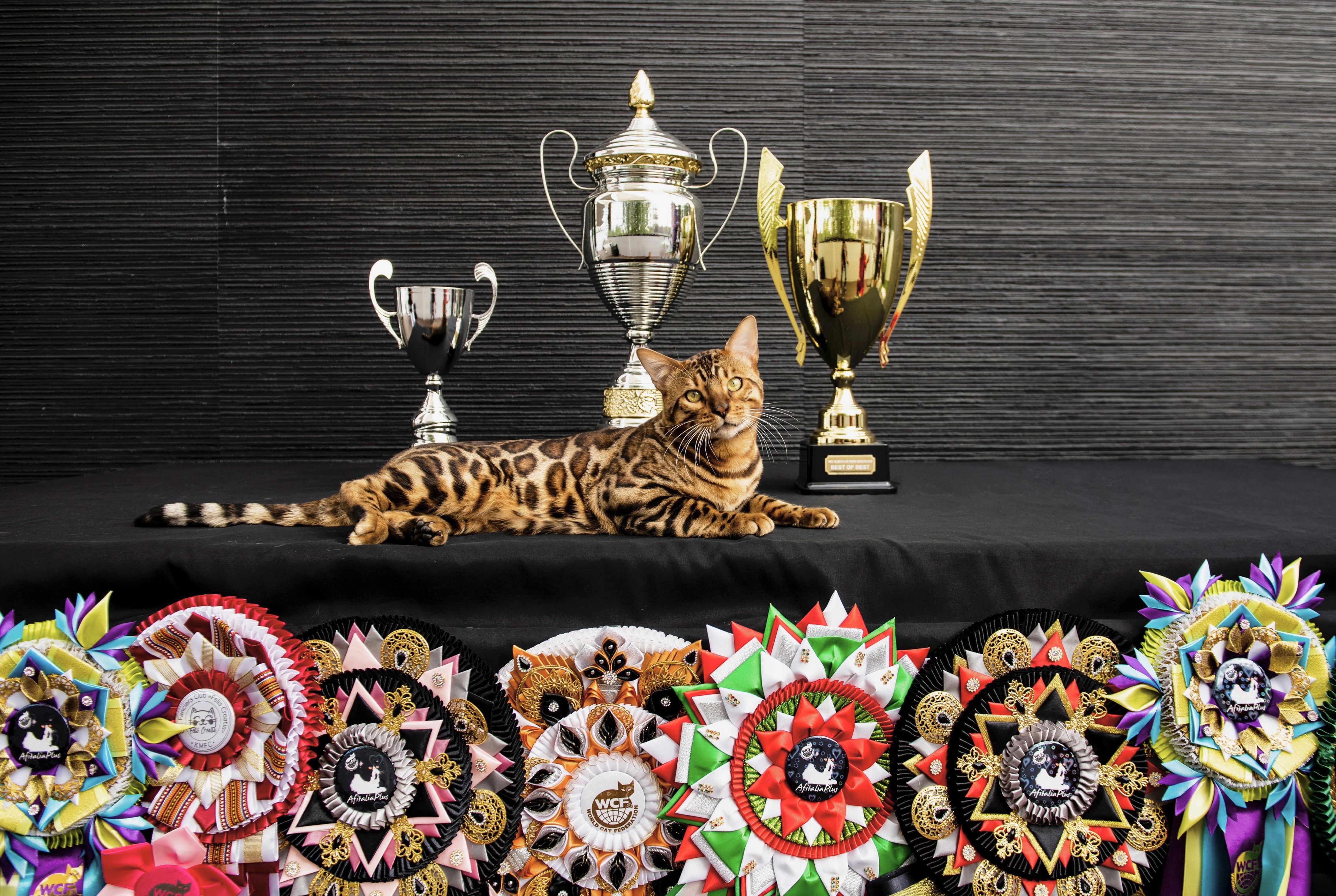 Master, JCH. Bronze Olimpic Master Fox I of Shankara
