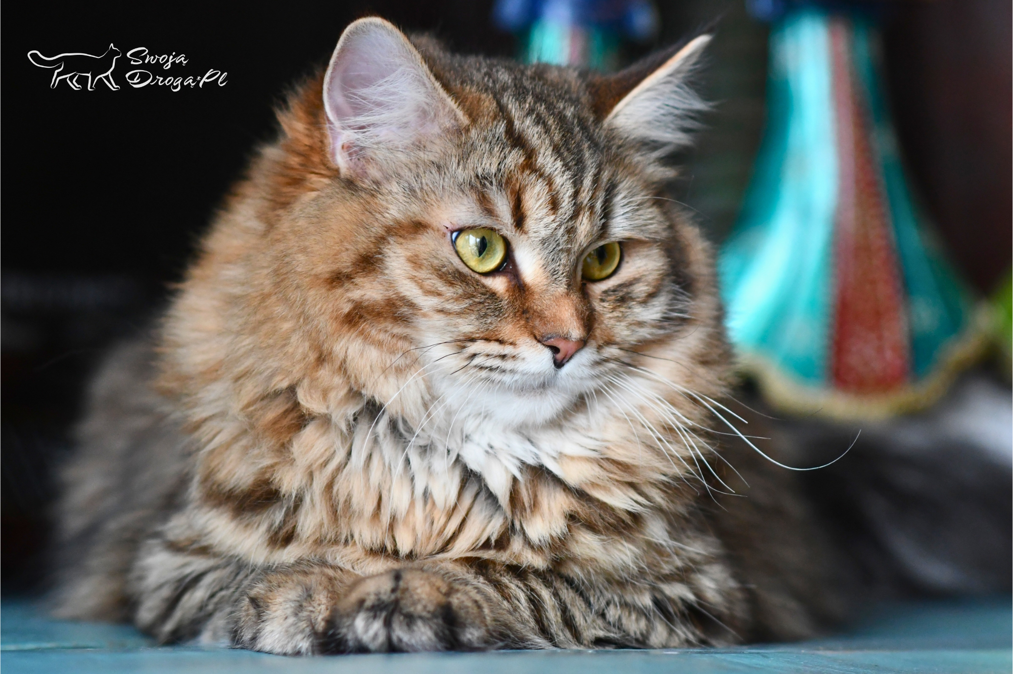 CH. Intuicja Swoją Drogą*Pl