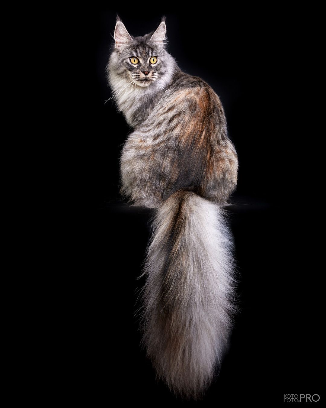 GICH. Remagic Helga Bounti