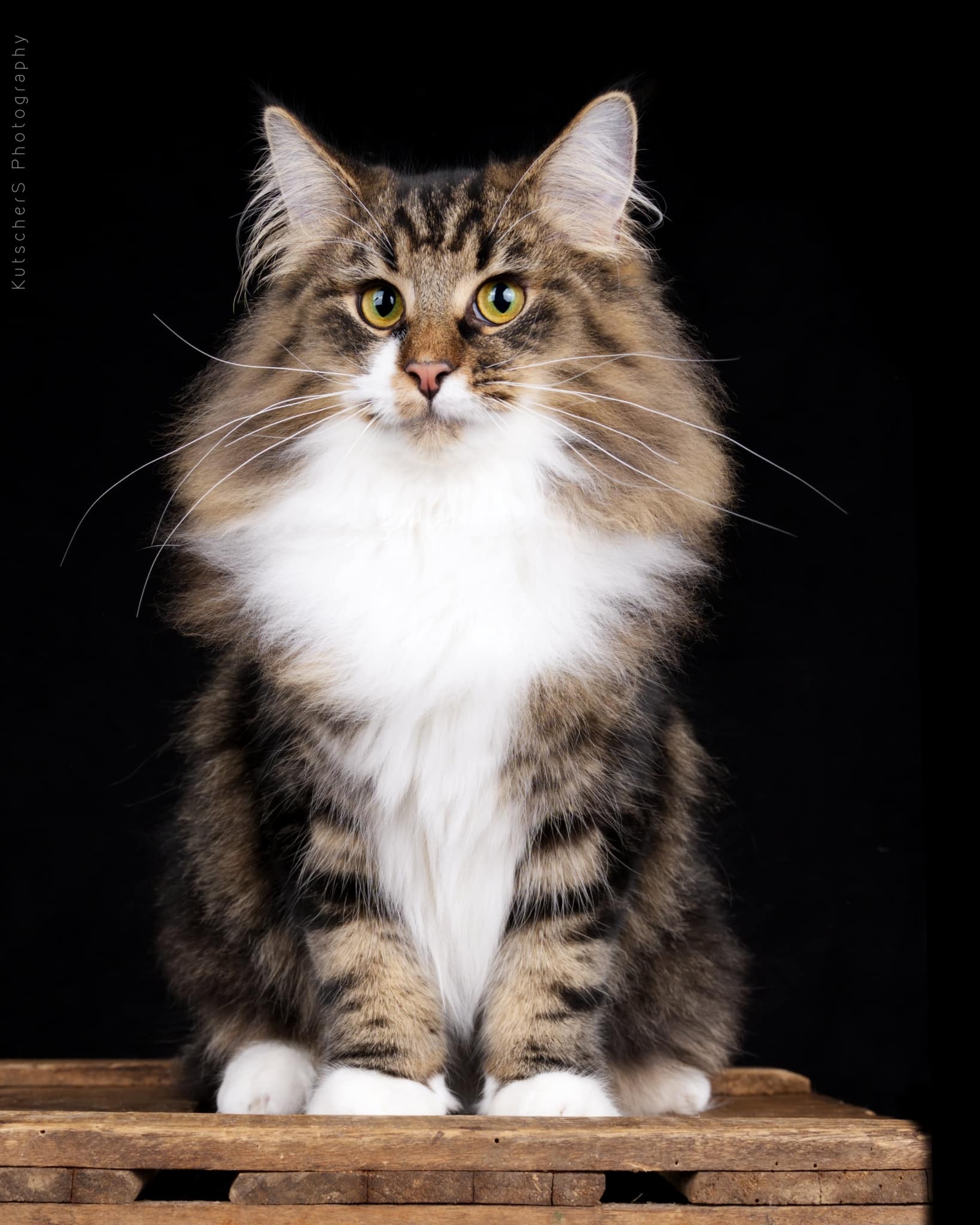 CH. S*Capsicum's Din Djarin