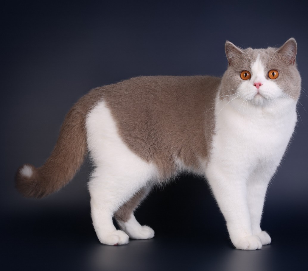 GECH. Coral Jubilee Master Taddeo Warlook