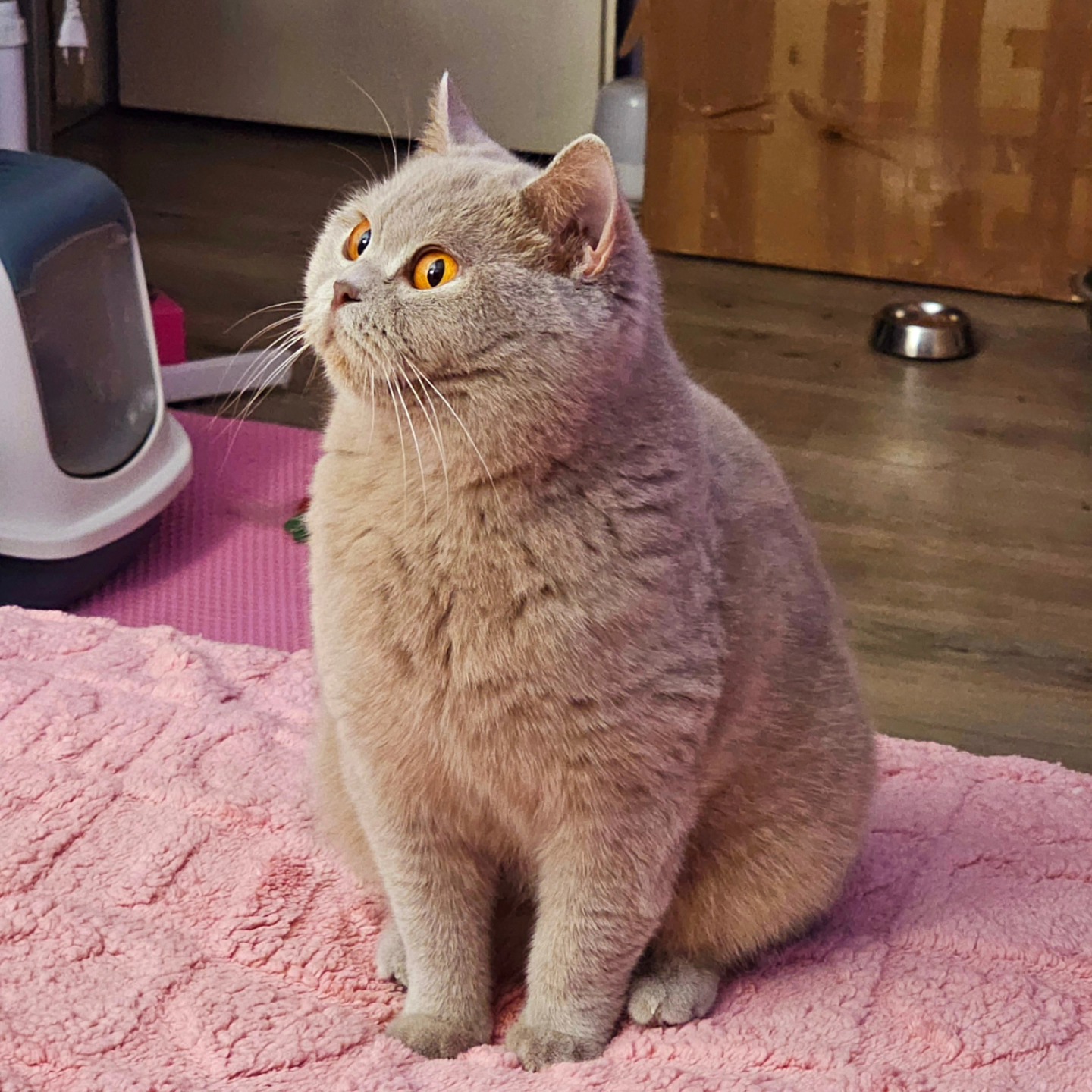 GECH. Cora Ismael,CZ