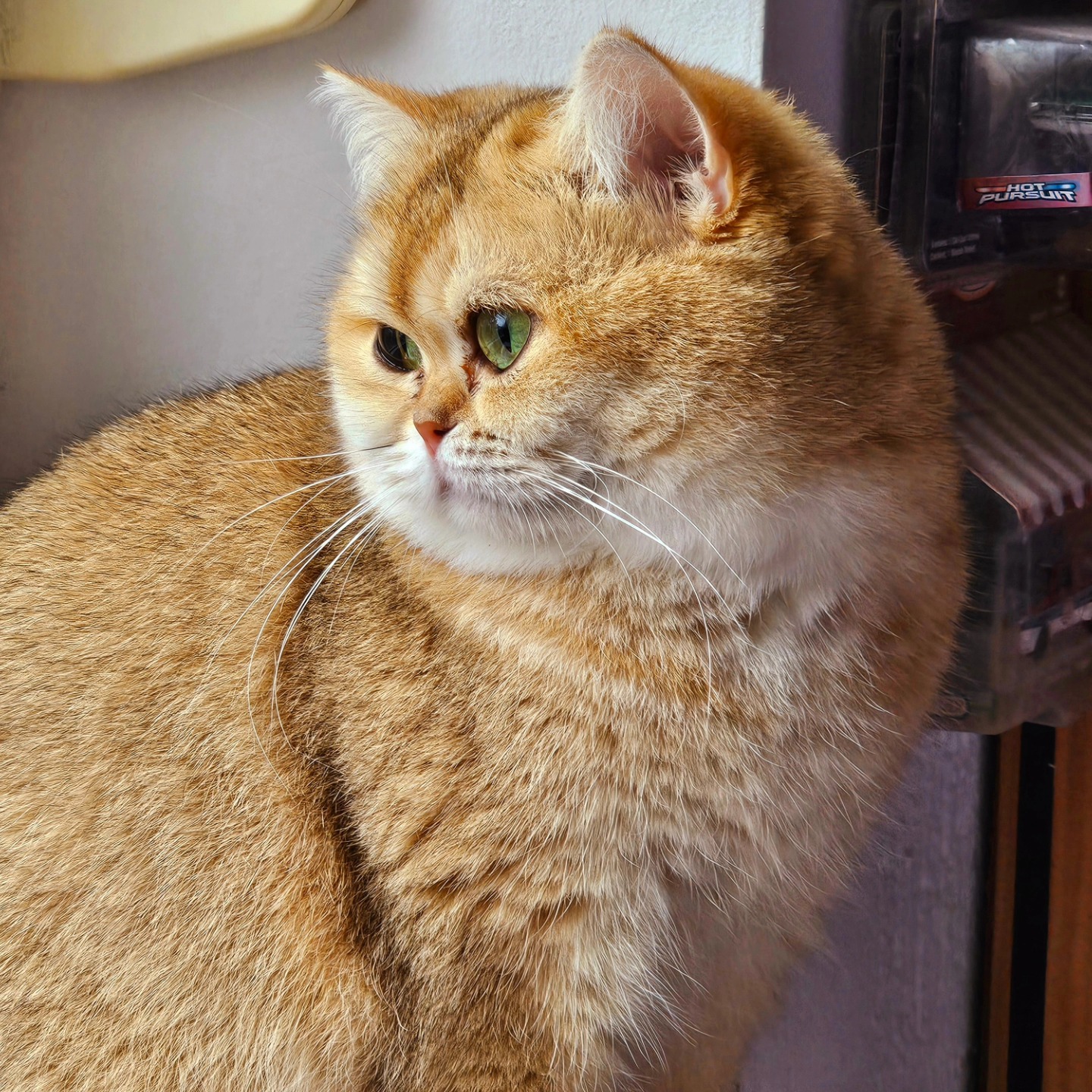 GICH. Zelda Amore Miao