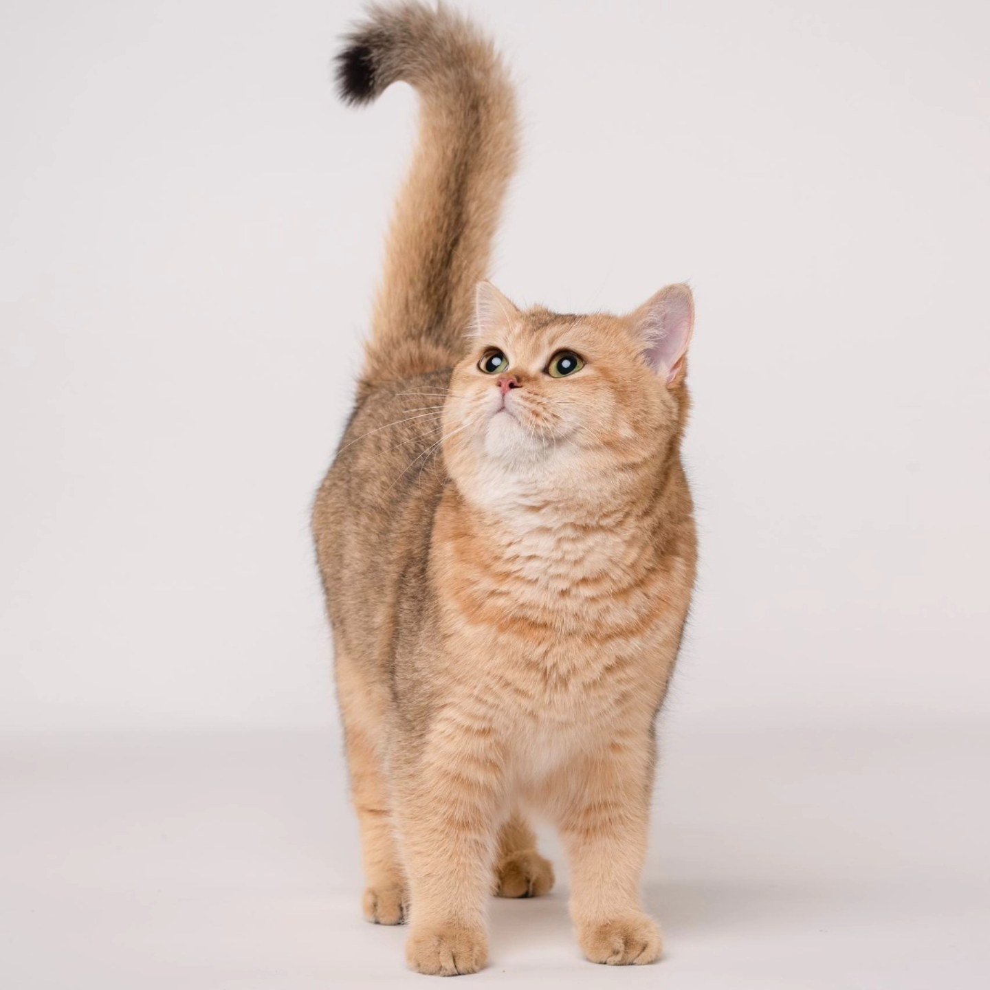 ICH. HR*Purple Agnes Kaja