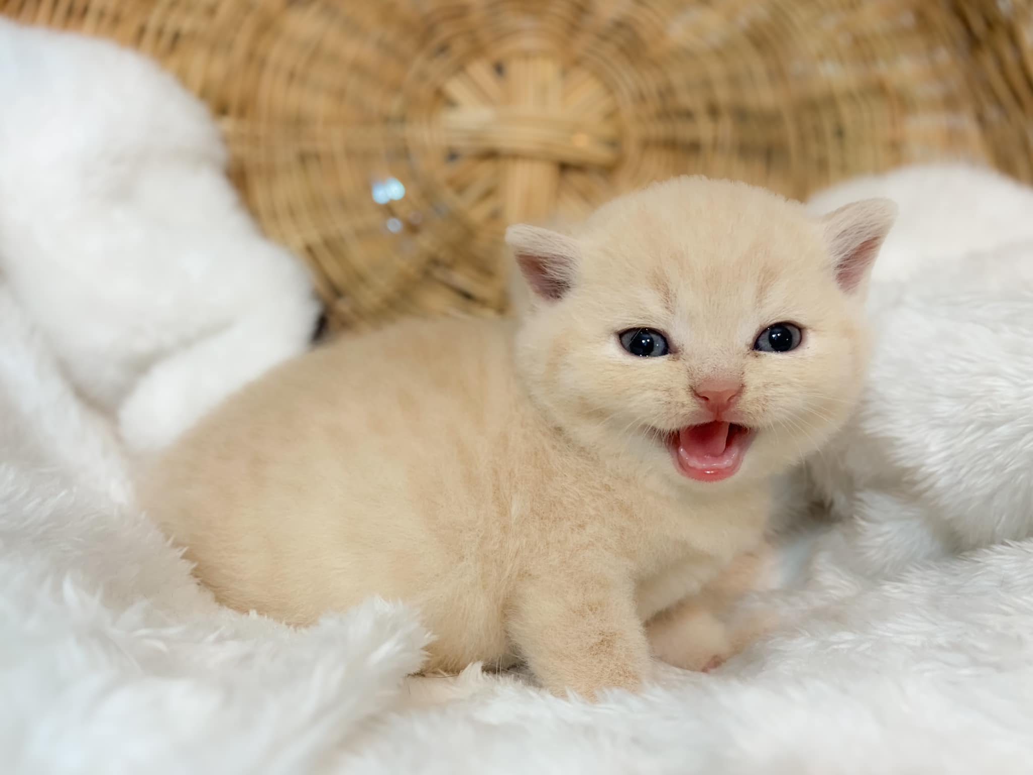 Patamon Kaiser der Morgenroete Der Eroberer