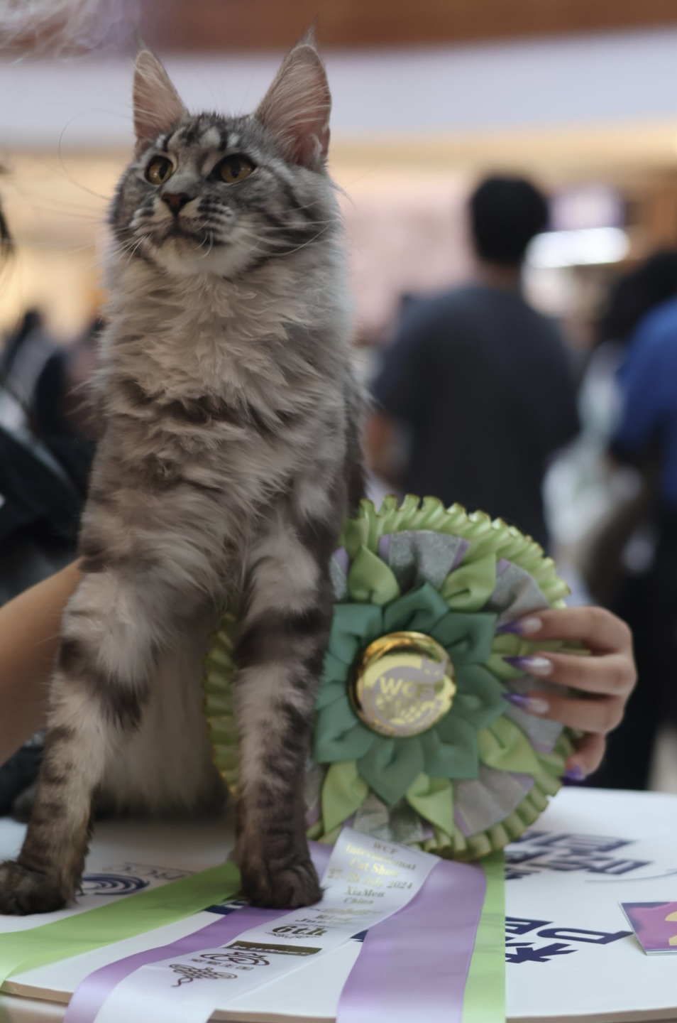 Tai cui si LaichongCattery