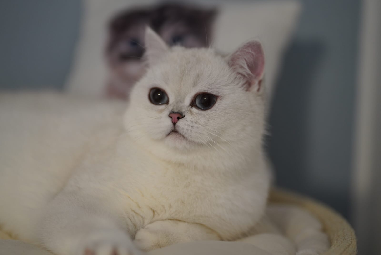 CH. My Lady Nobles D’Argent